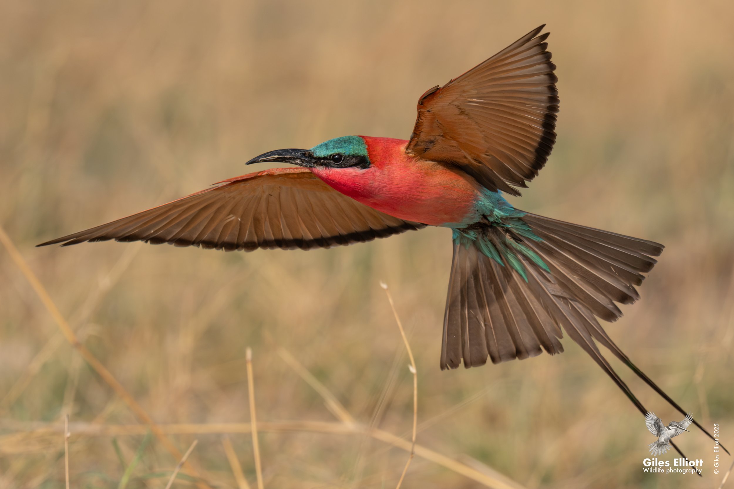 Southern Carmine Bee-eater