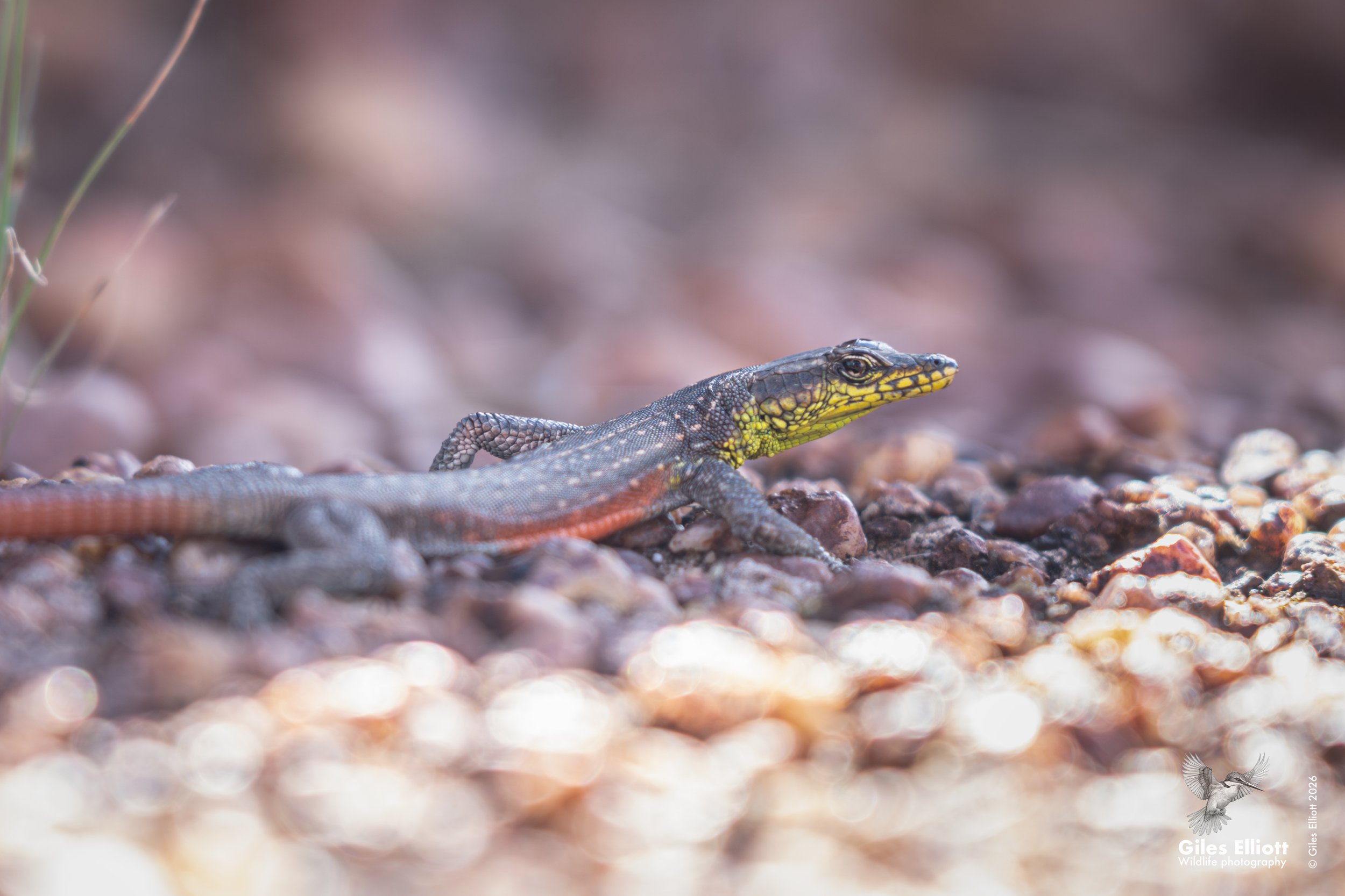 Waterberg flat lizard