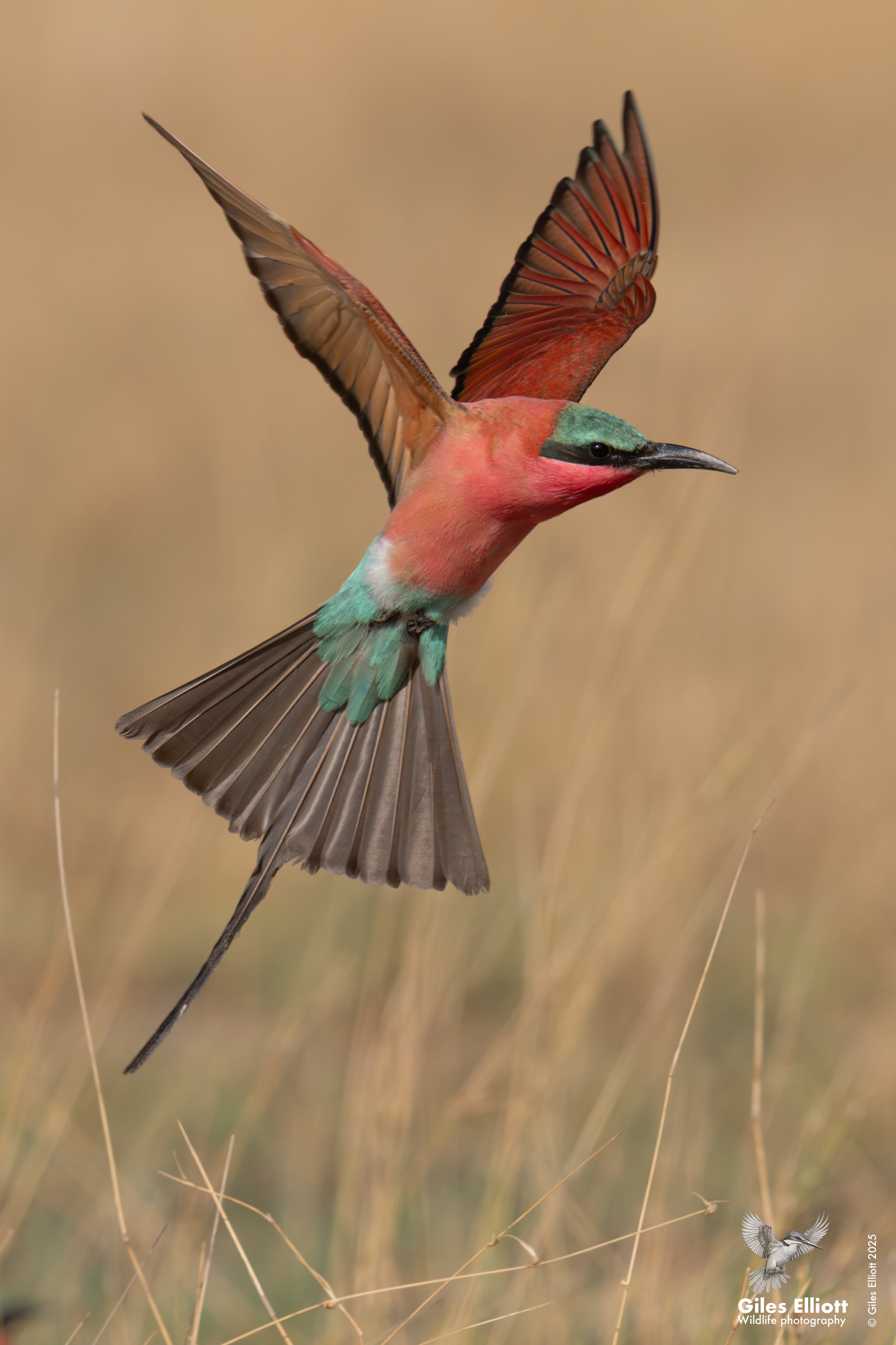 Southern Carmine Bee-eater