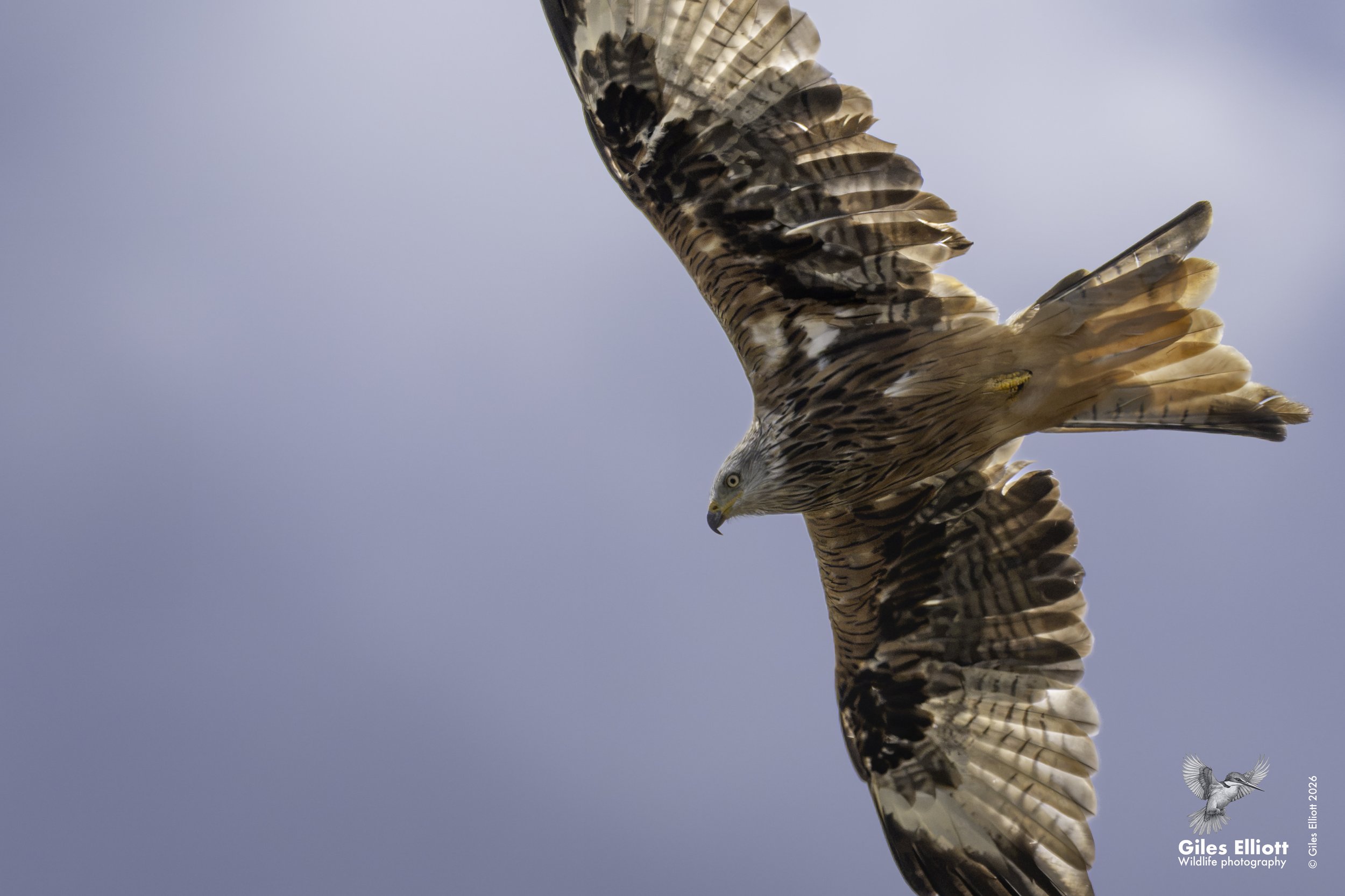 Red kite