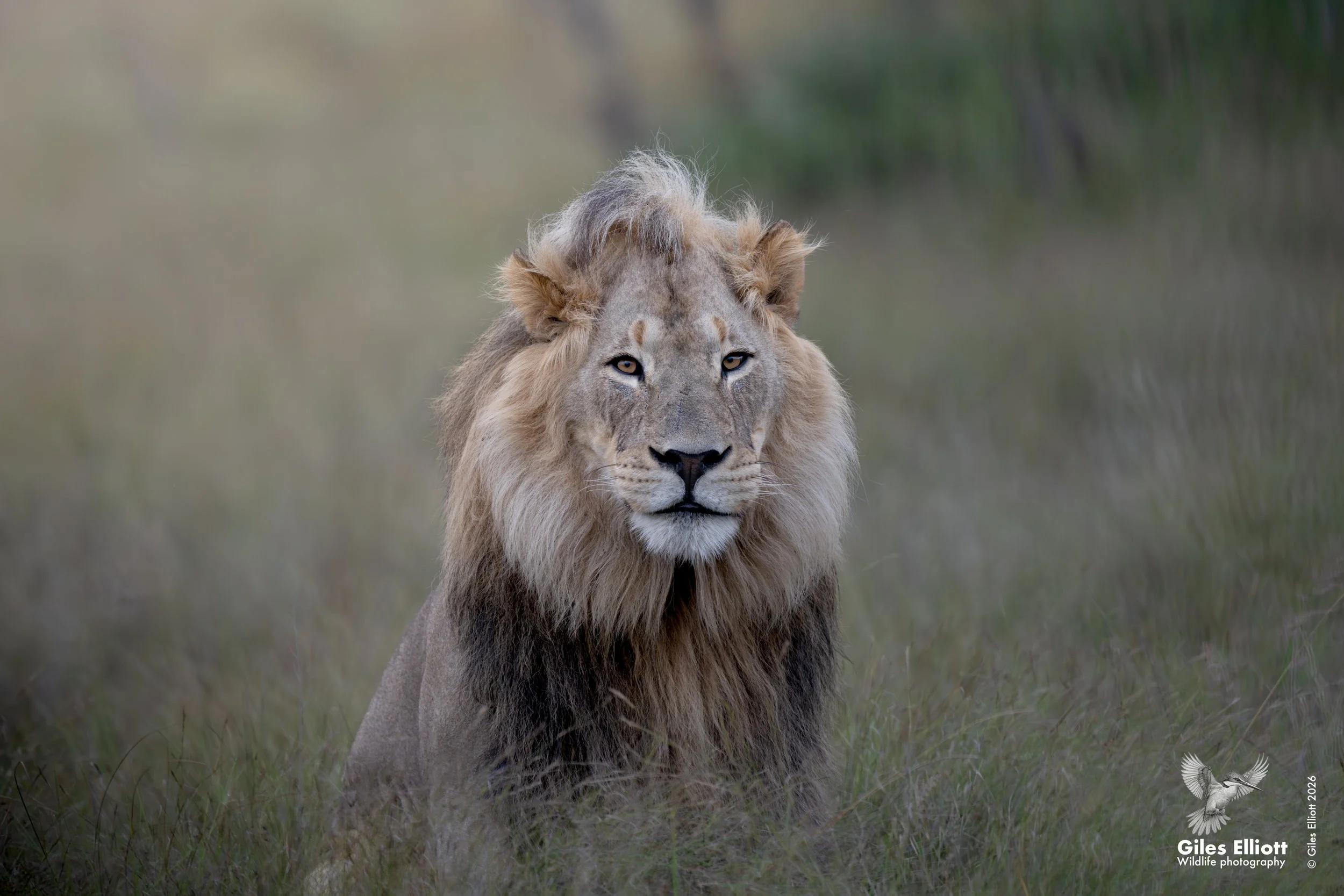 African lion