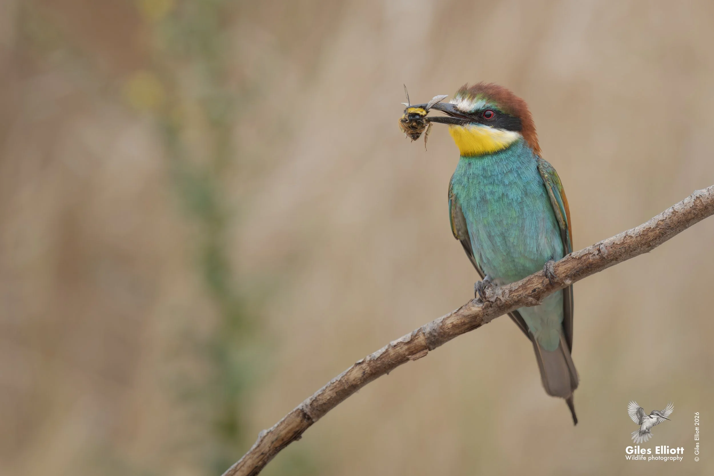 European bee-eater