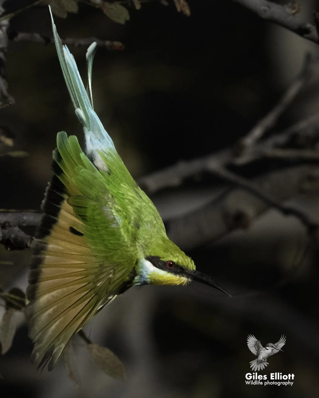Swallow-tailed bee-eater