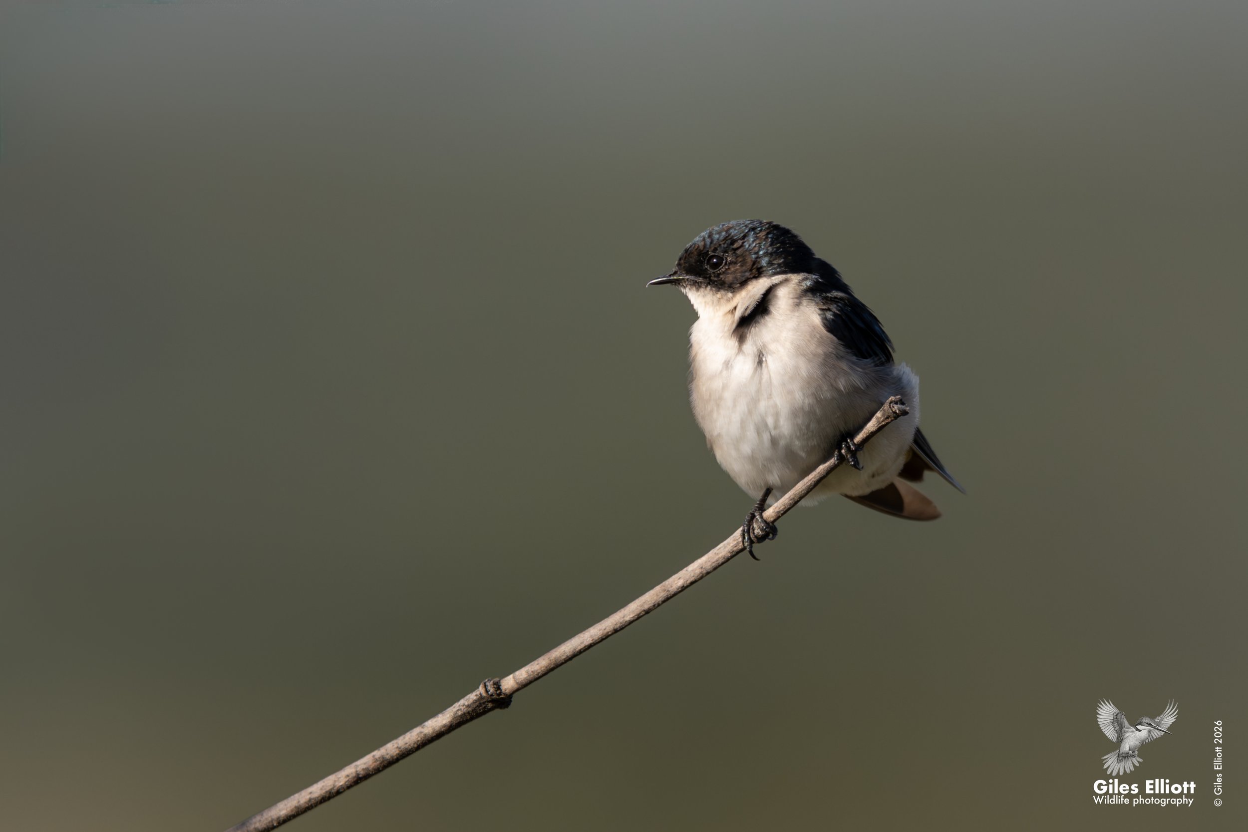 Pearl-breasted swallow