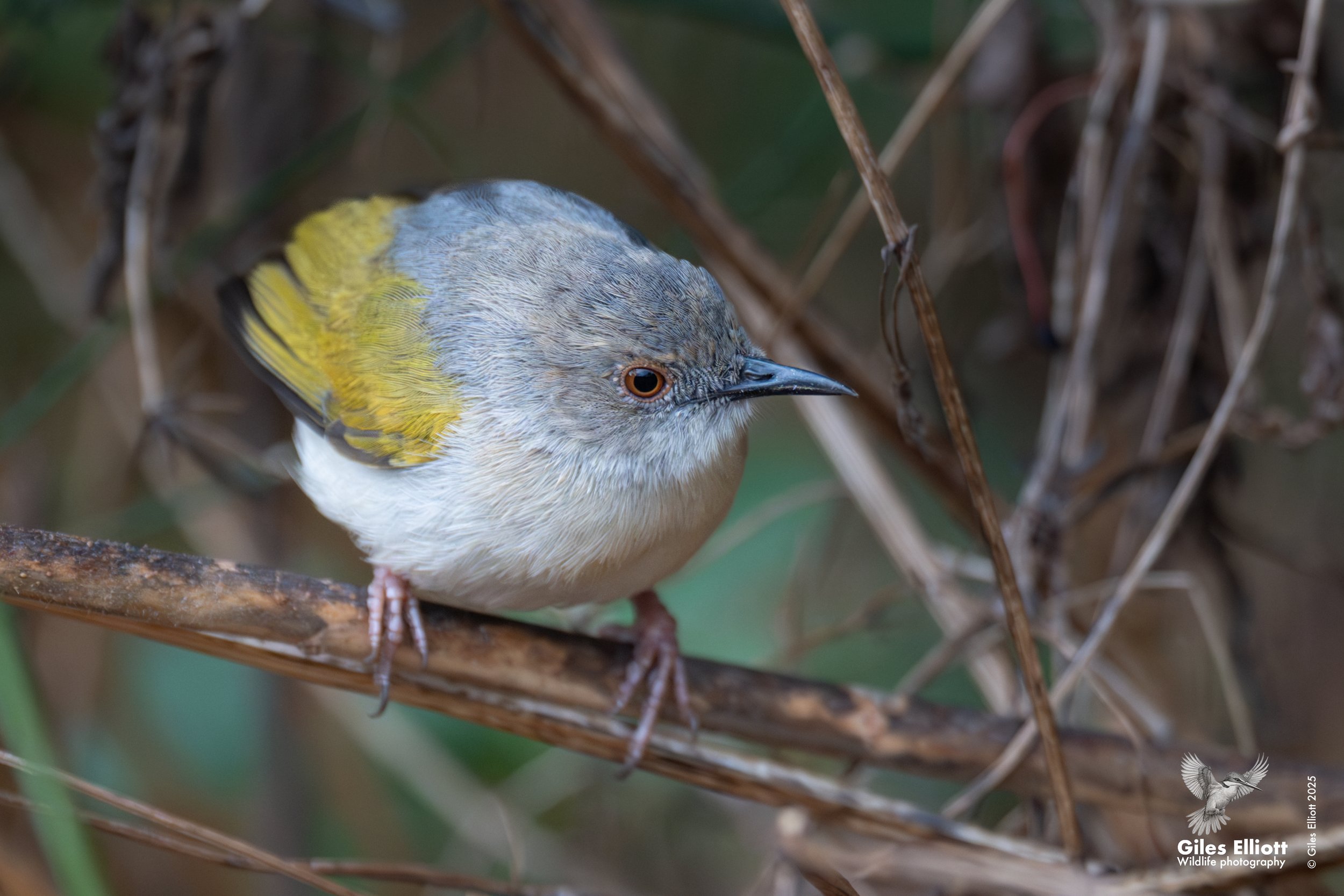 Grey-backed camaroptera
