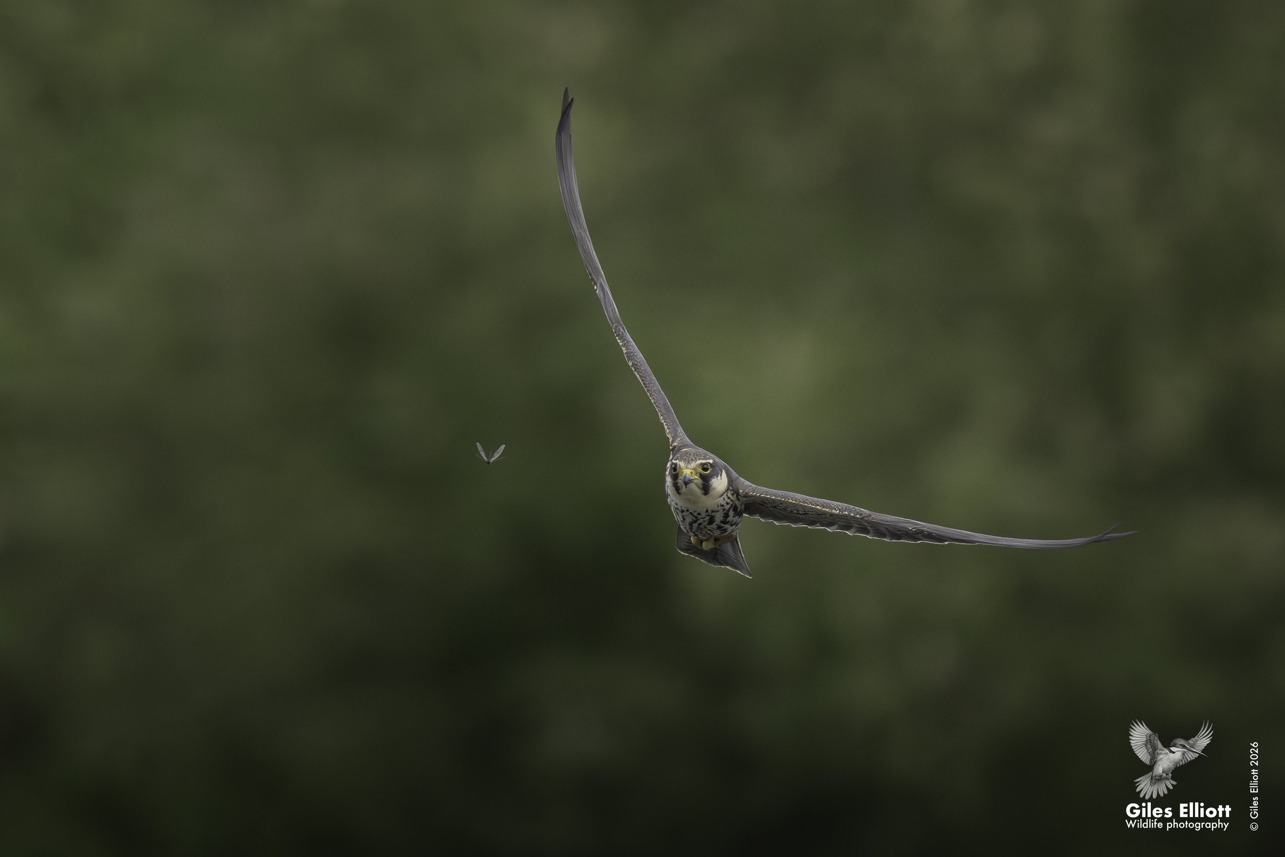 Hobby