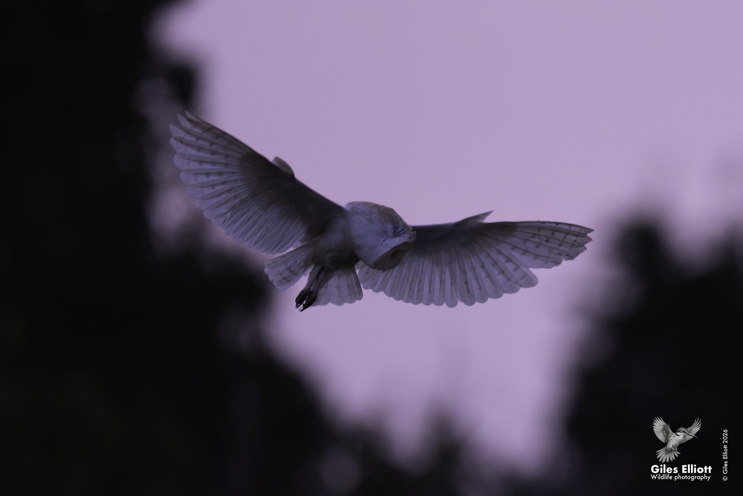 Barn owl