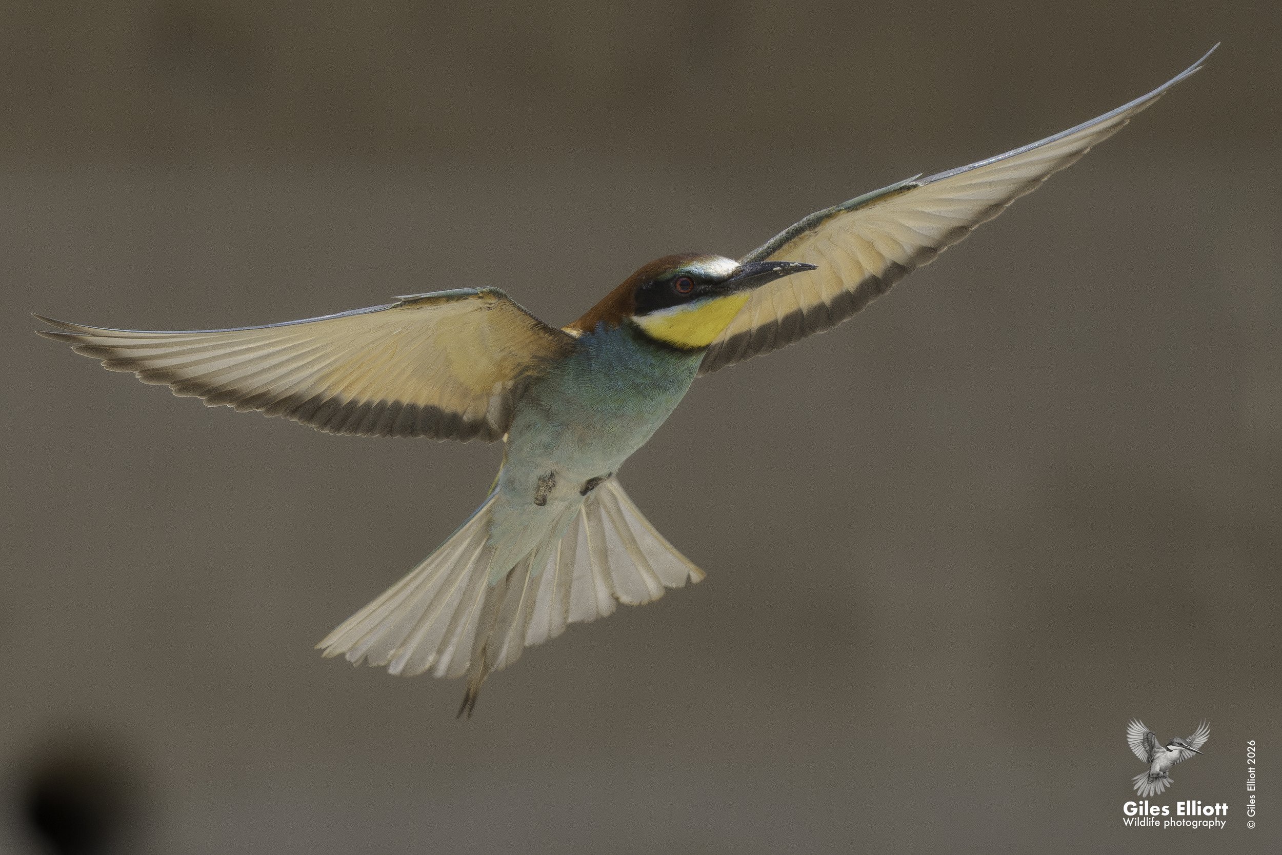 European bee-eater