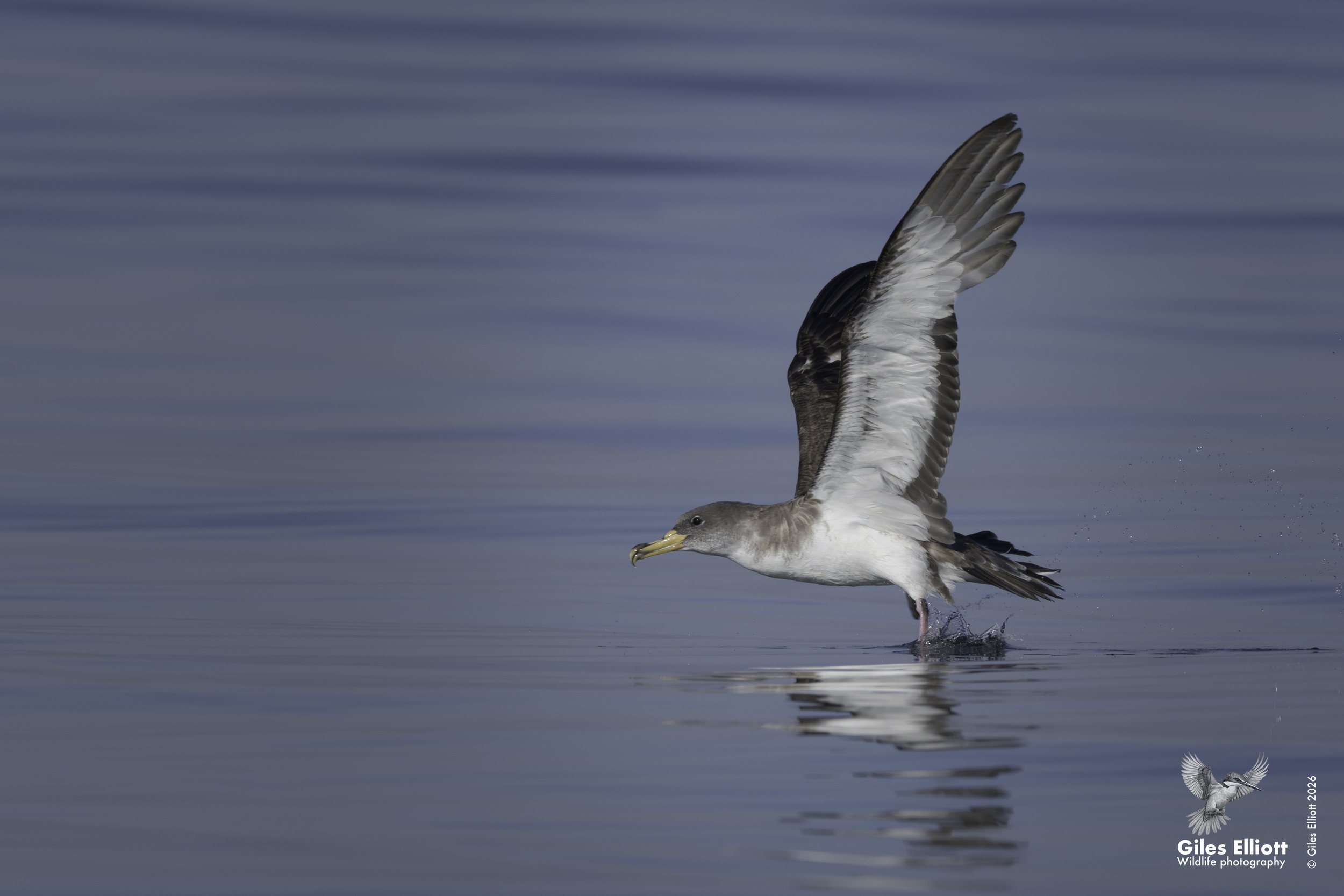 Cory's shearwater