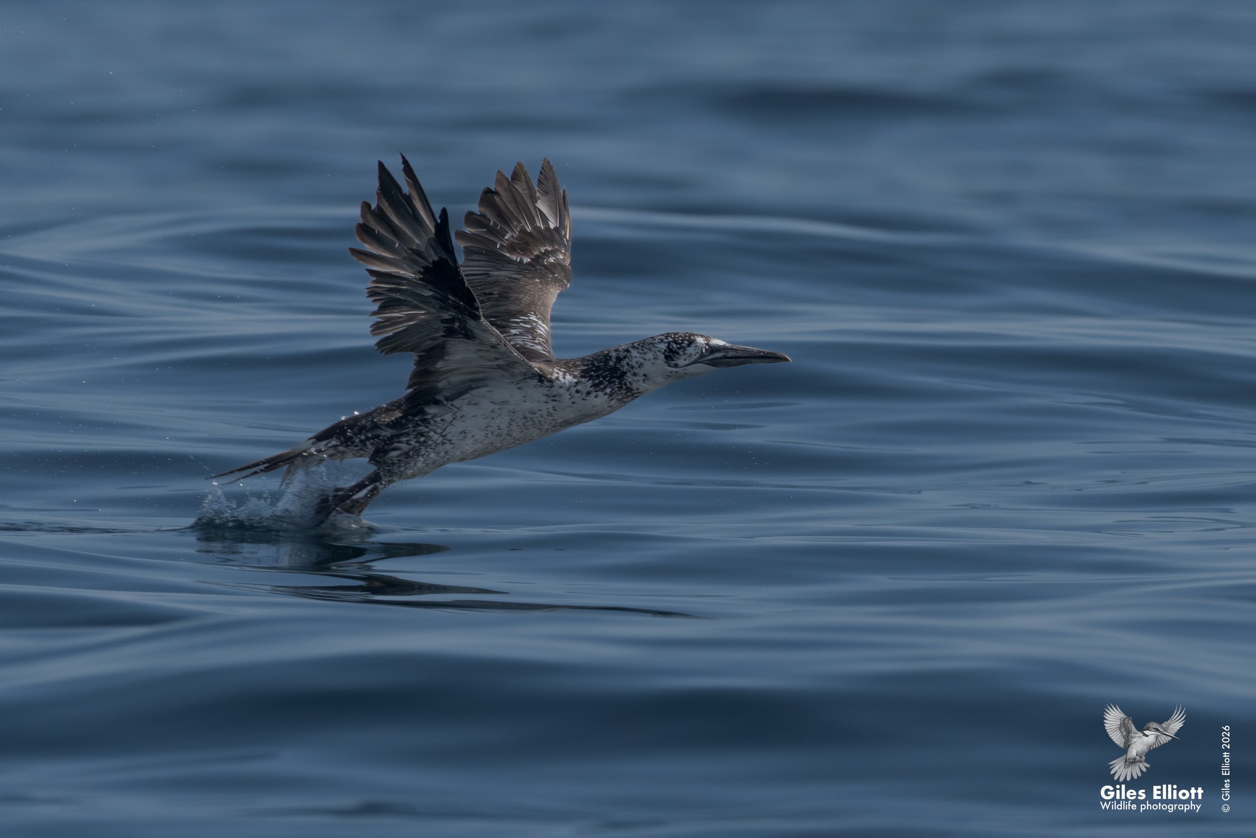 Northern gannet