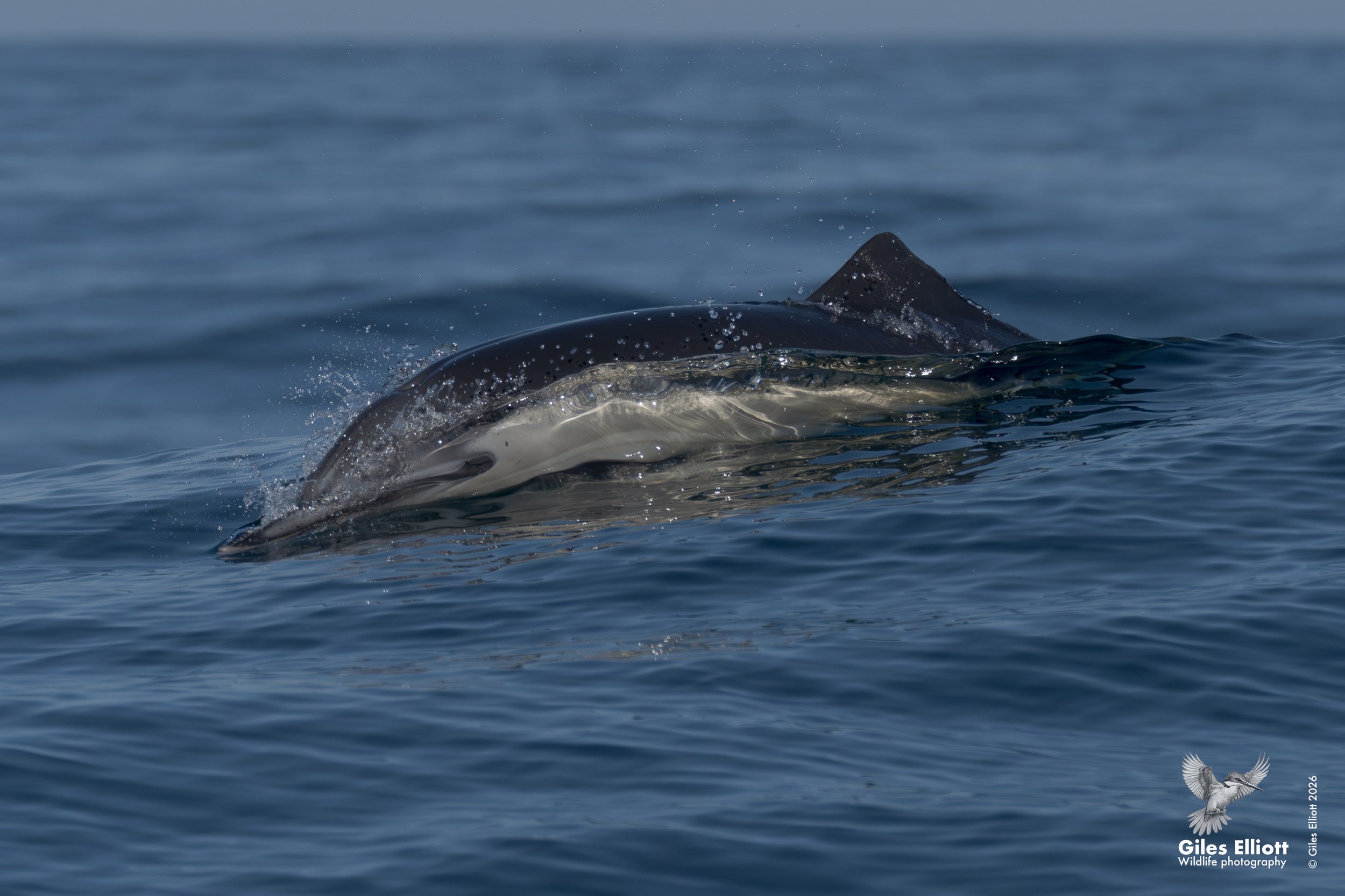 Common dolphin