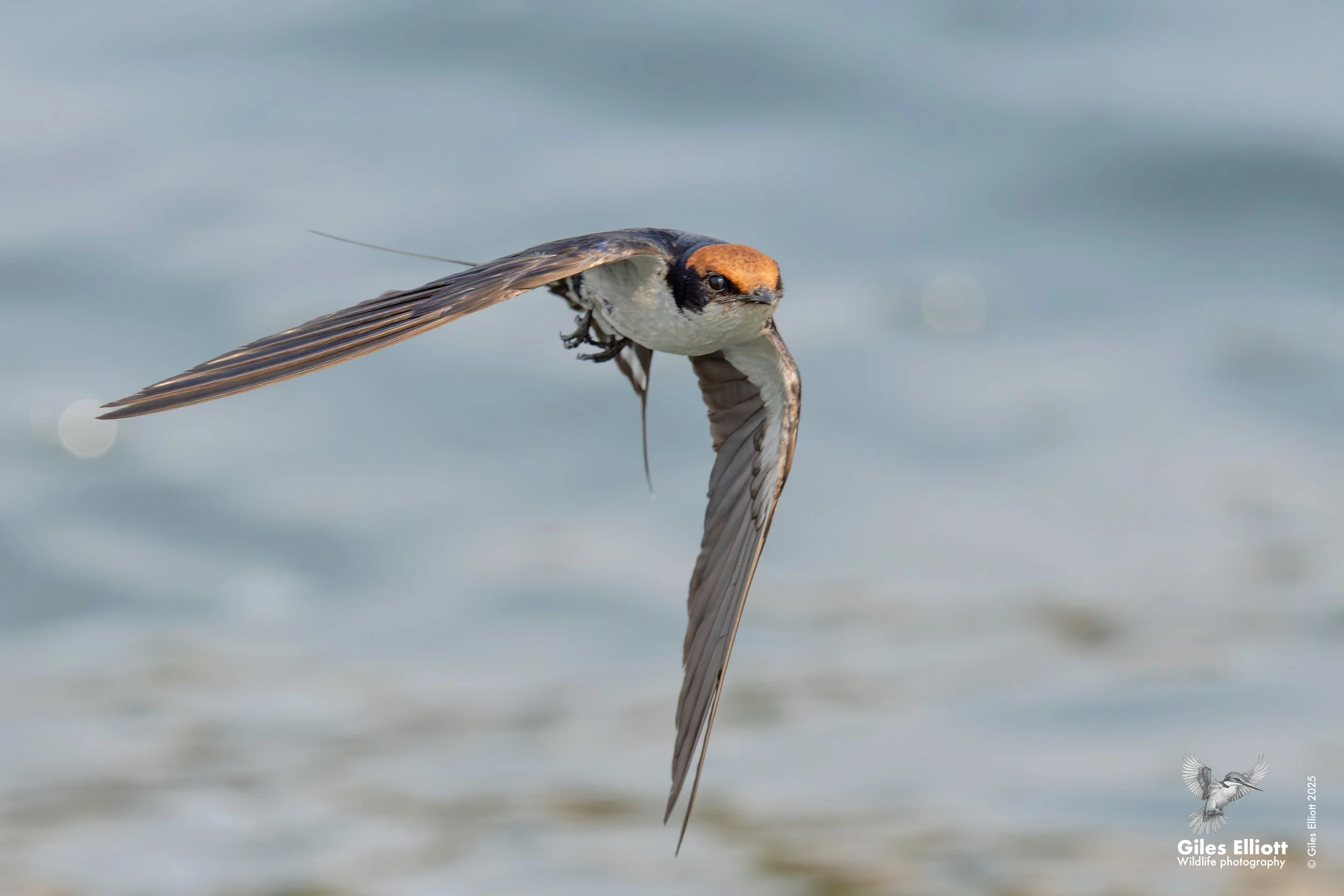 Wire-tailed swallow