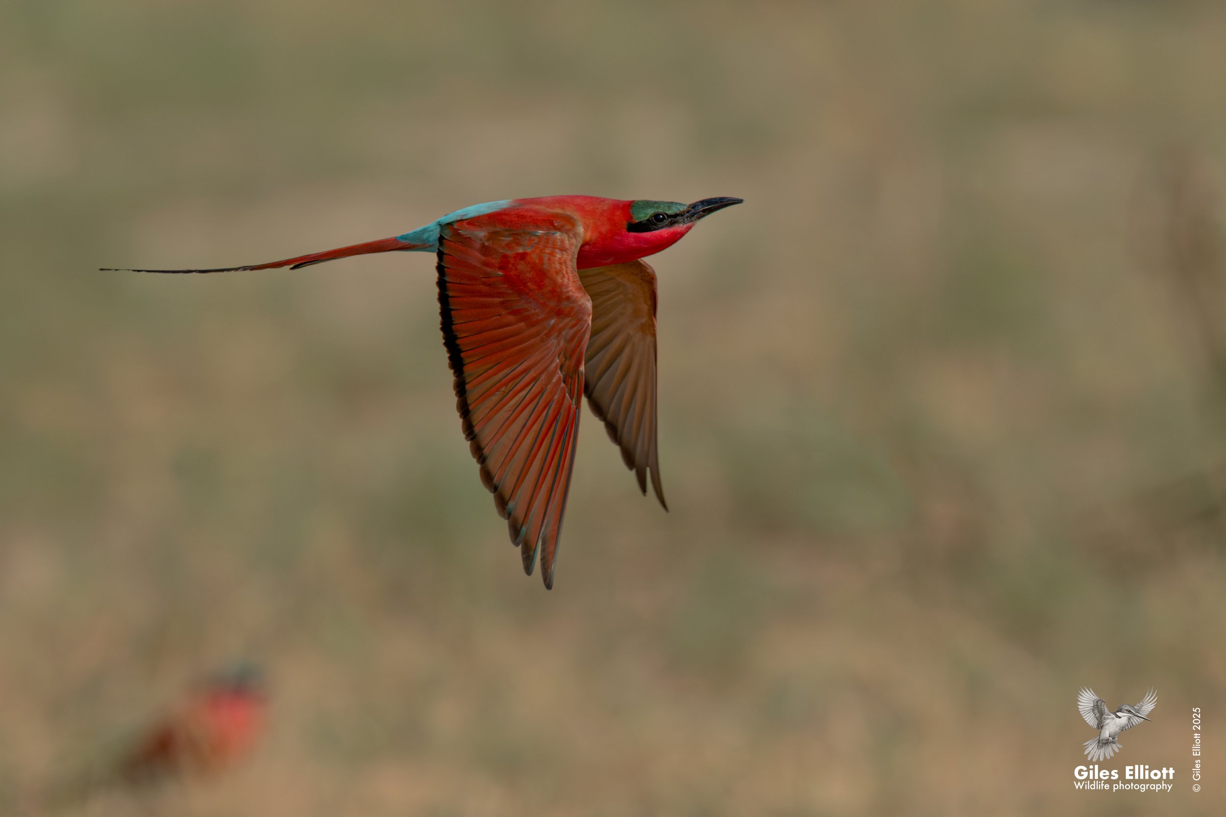 Southern Carmine Bee-eater