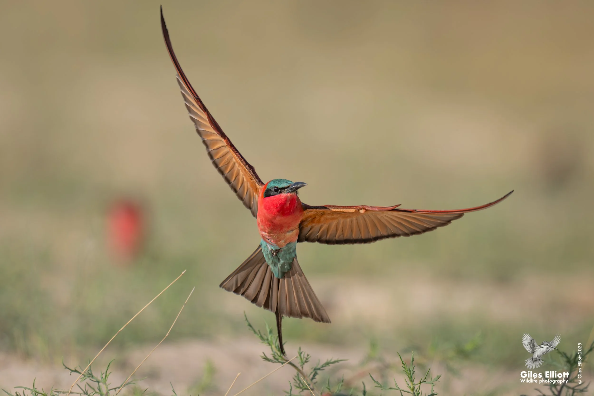 Southern Carmine Bee-eater