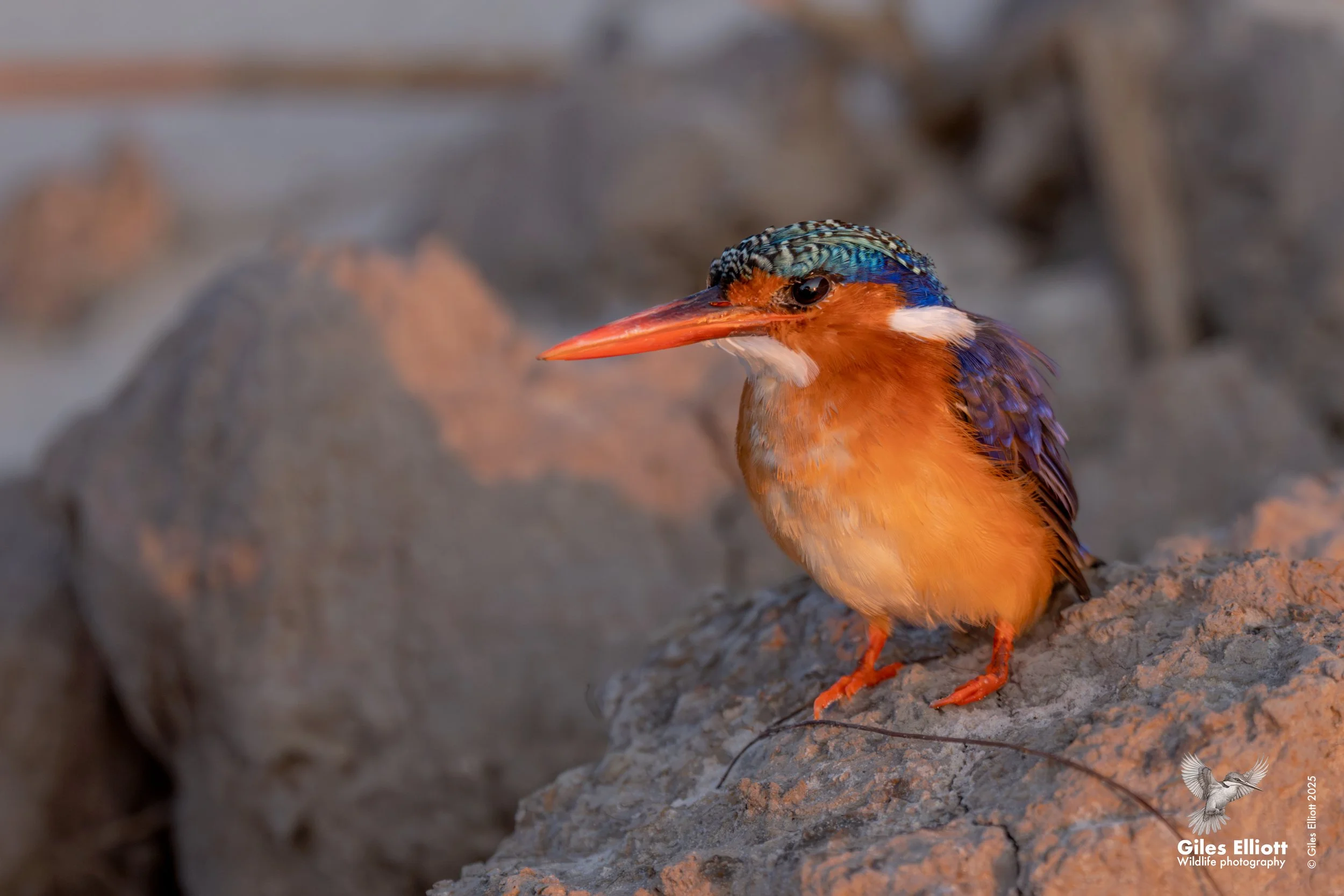 Malachite kingfisher