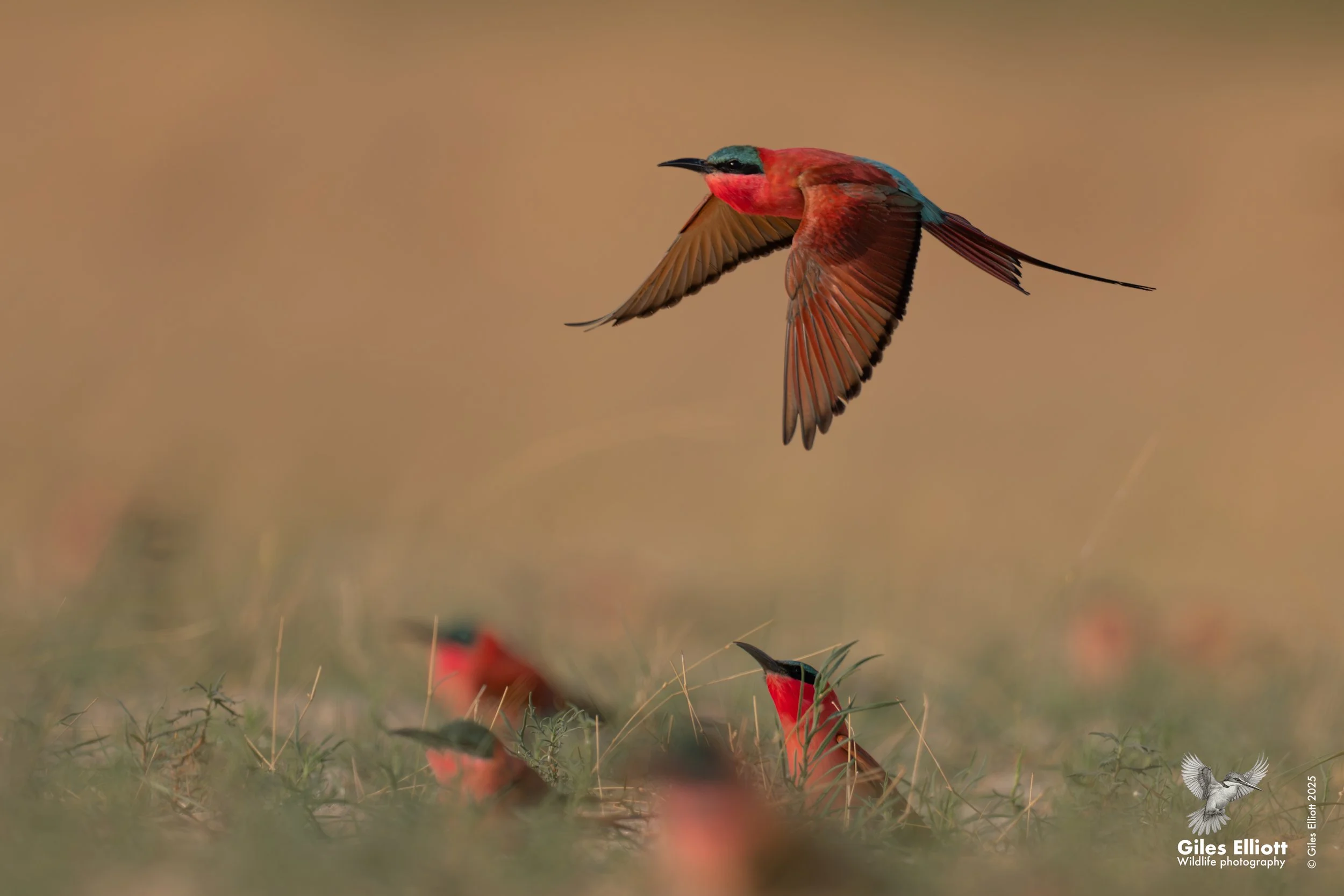 Southern Carmine Bee-eater