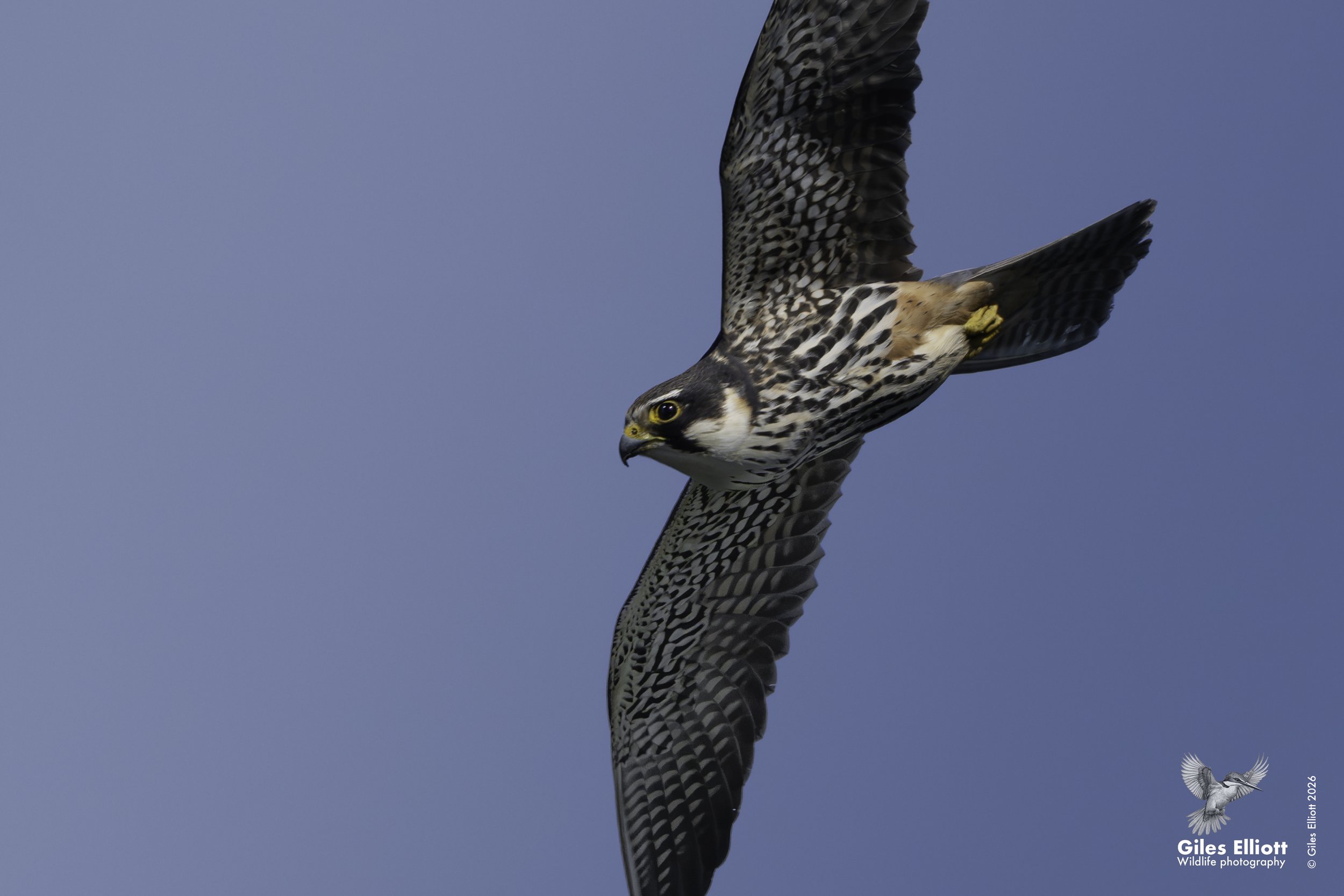 Hobby