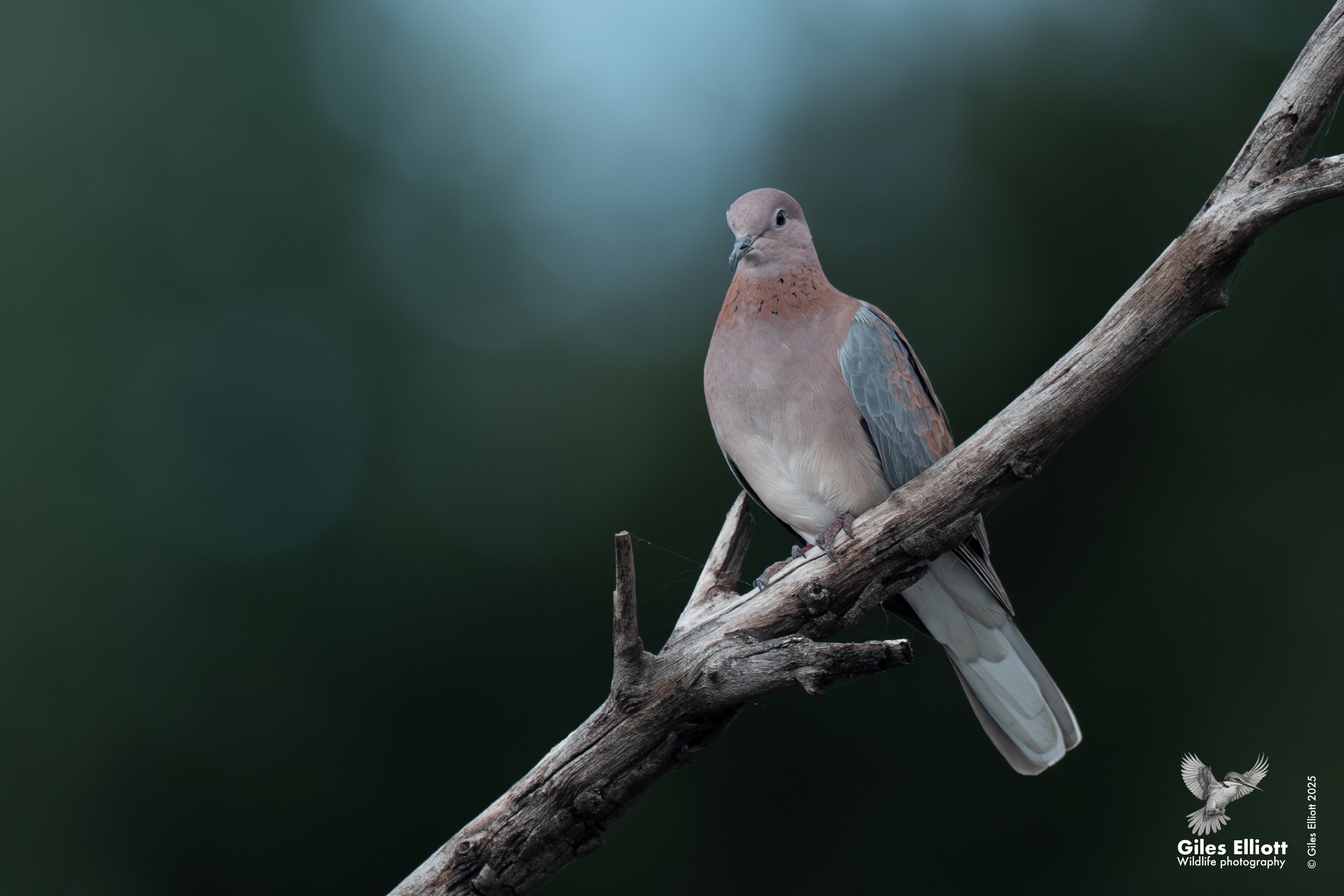 A pinkish-brown and gray bird perched on a weathered brown tree branch against a dark green background.