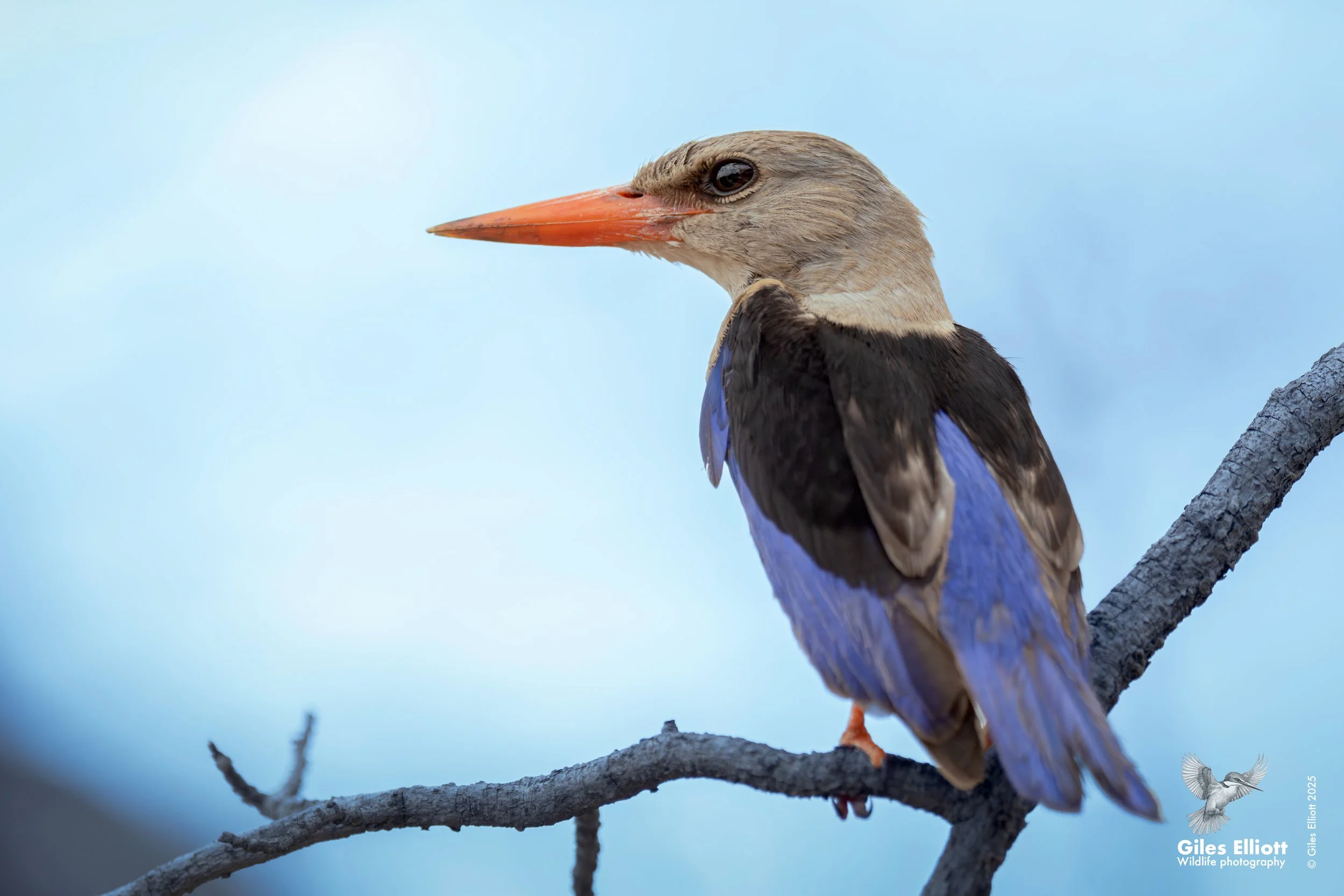 Grey hooded kingfisher