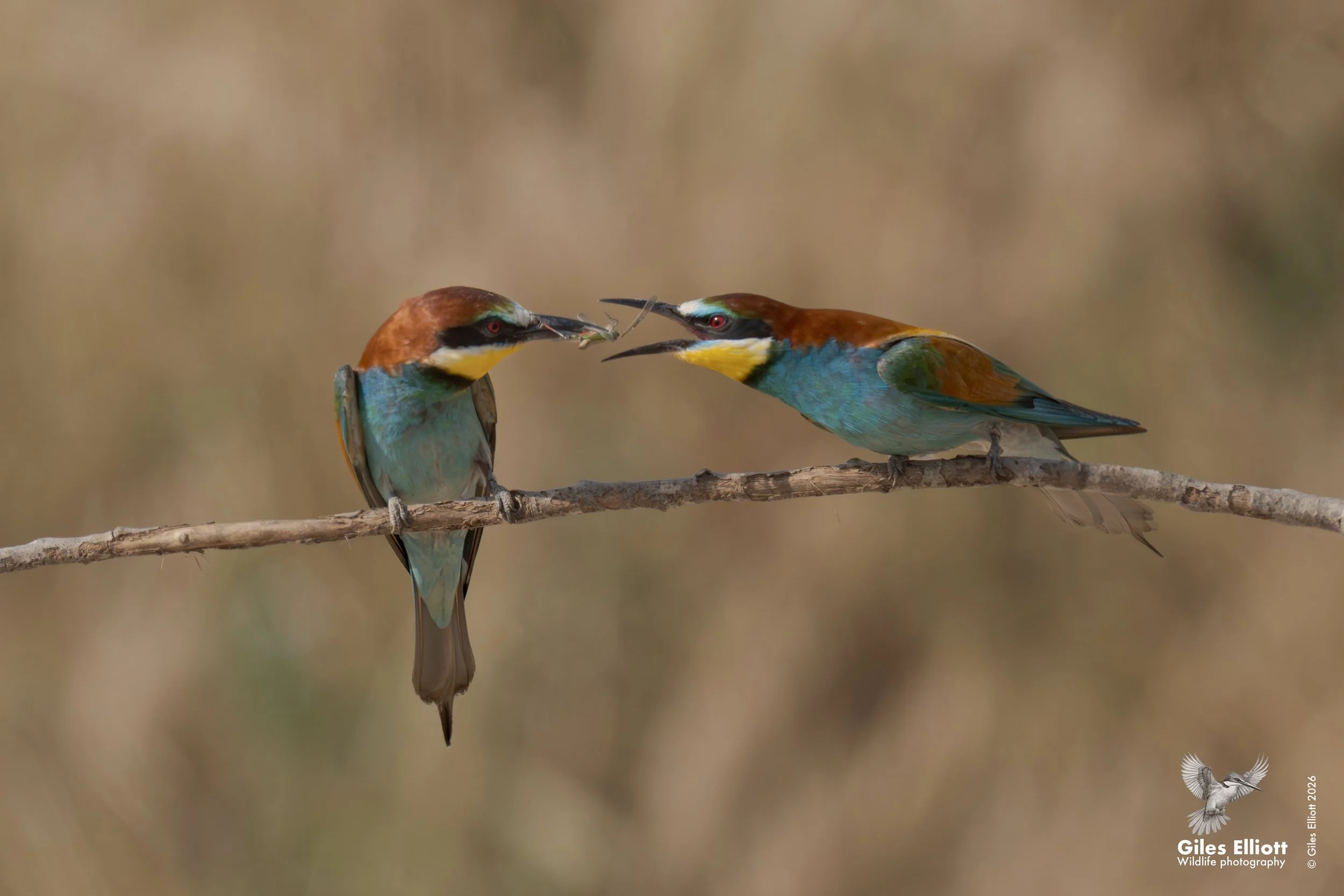 Pairing up