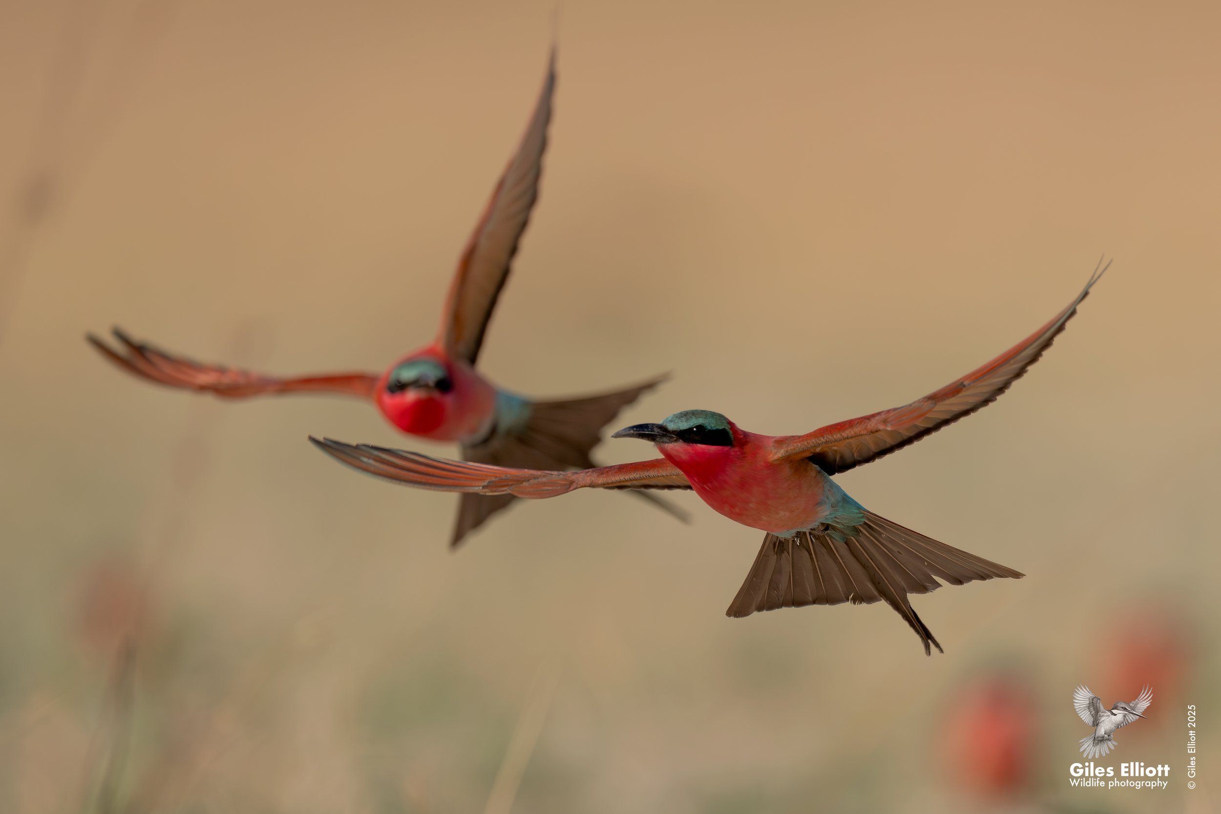 Southern Carmine Bee-eater