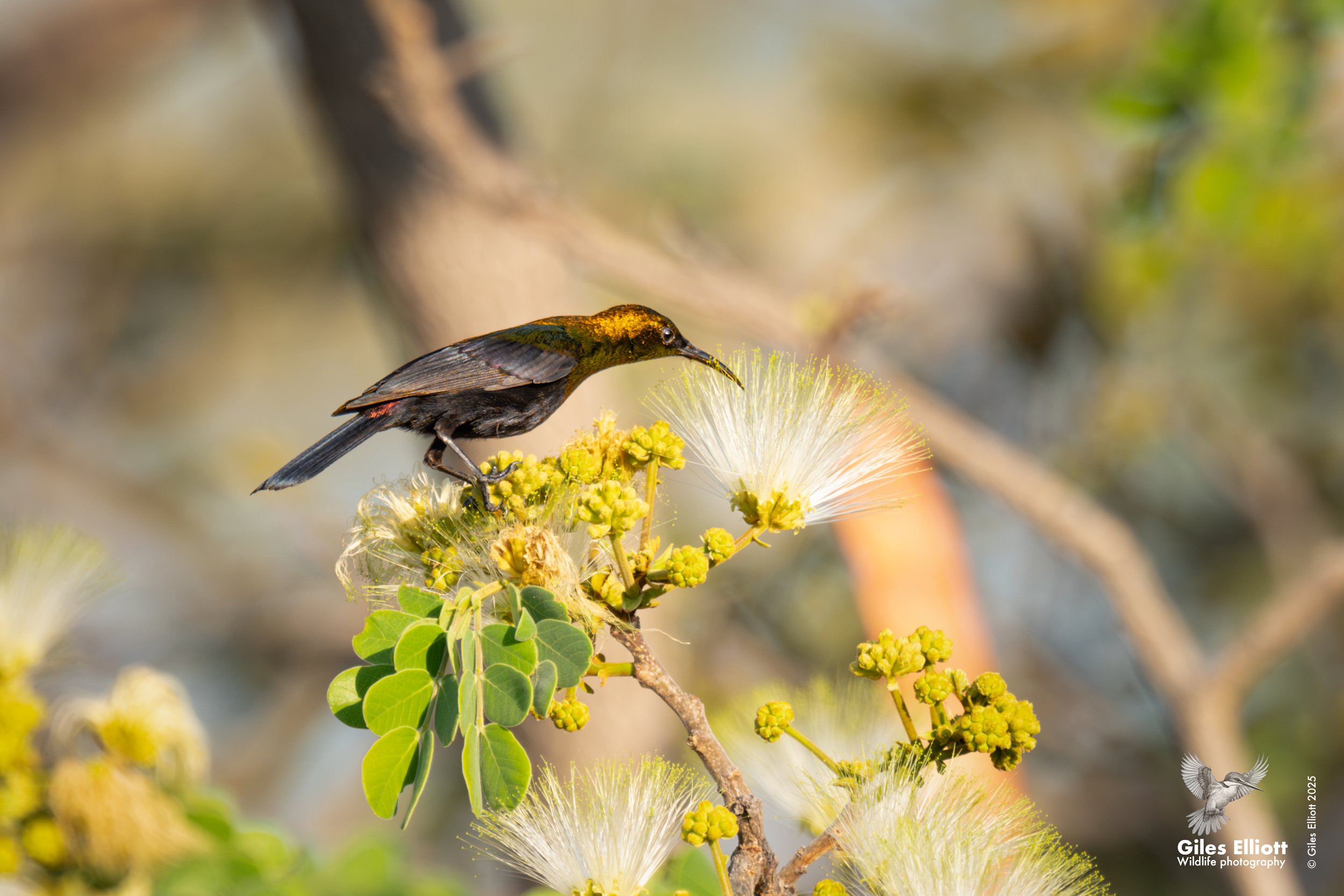 Copper sunbird
