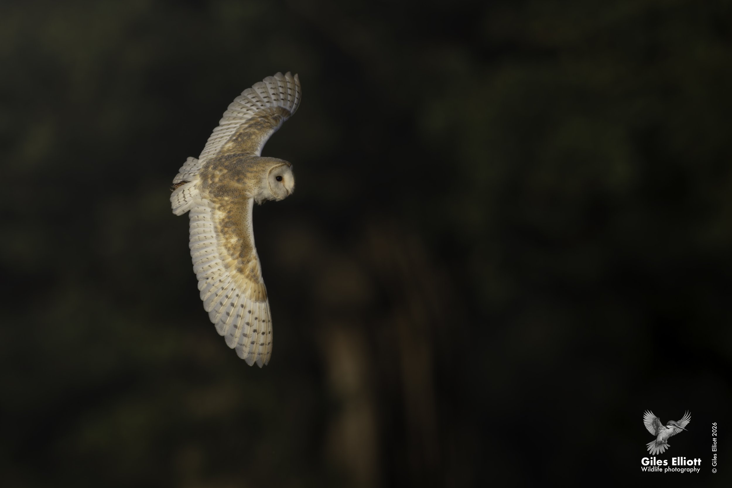 Barn owl