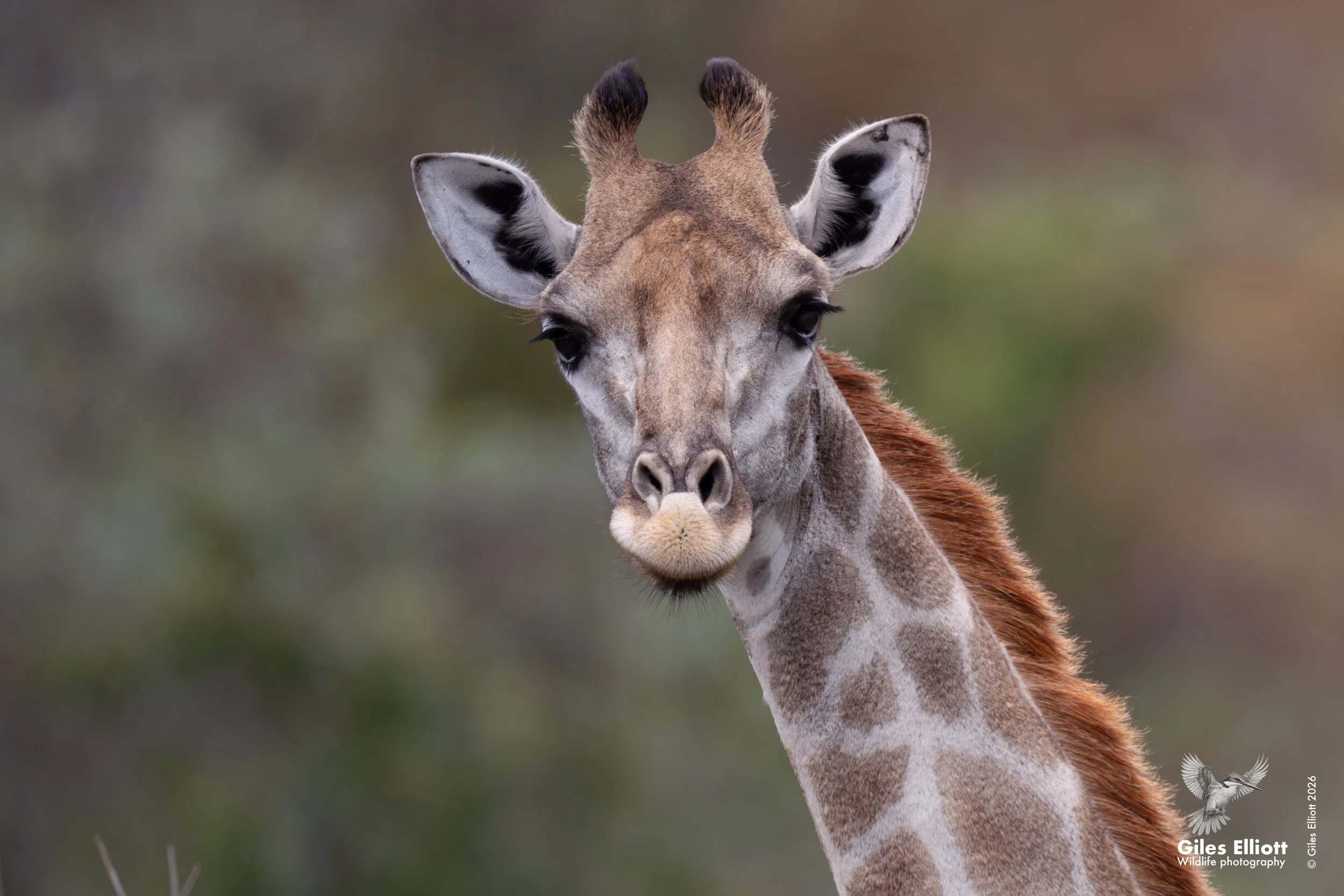 Giraffe