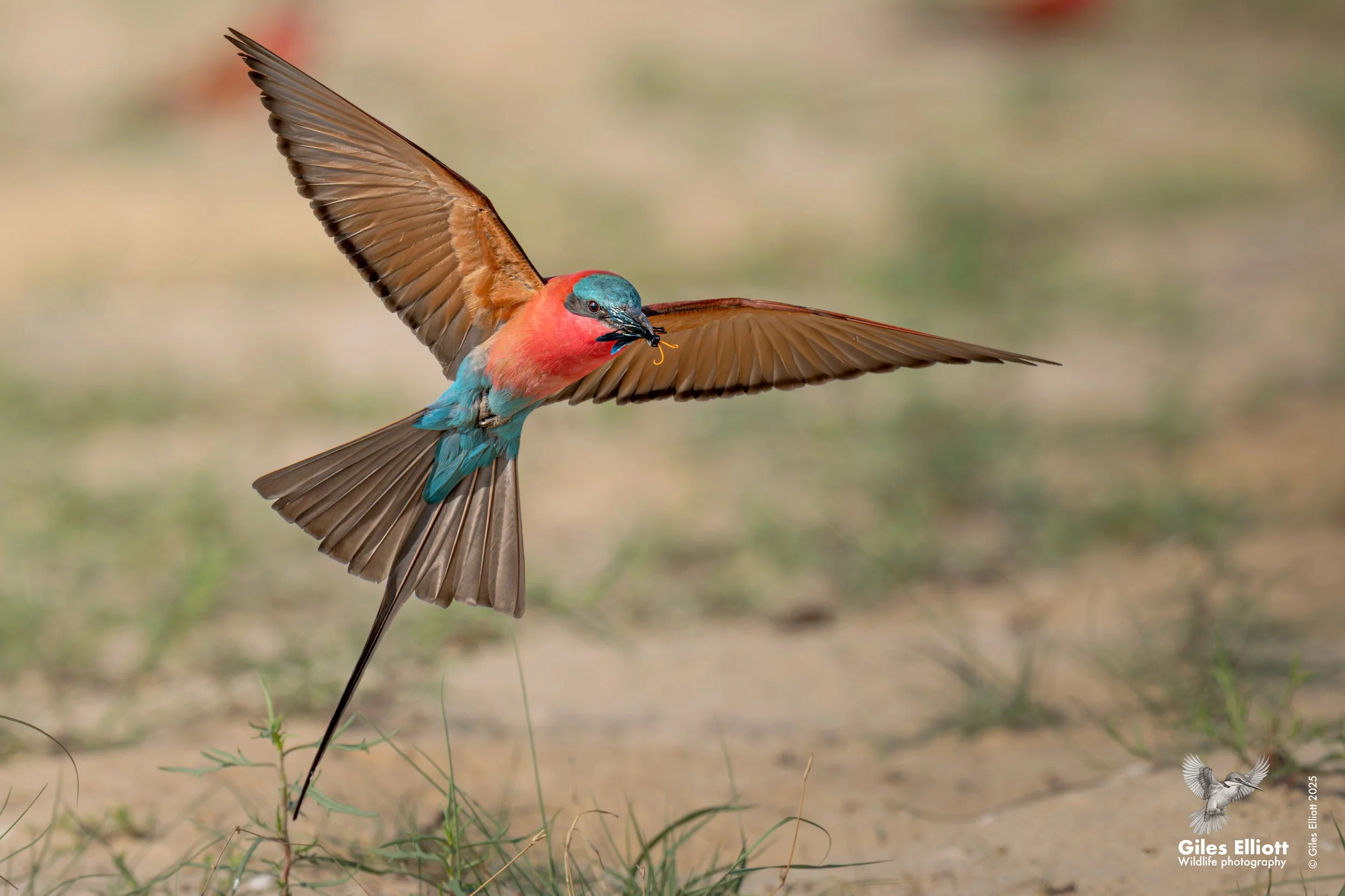 Southern Carmine Bee-eater