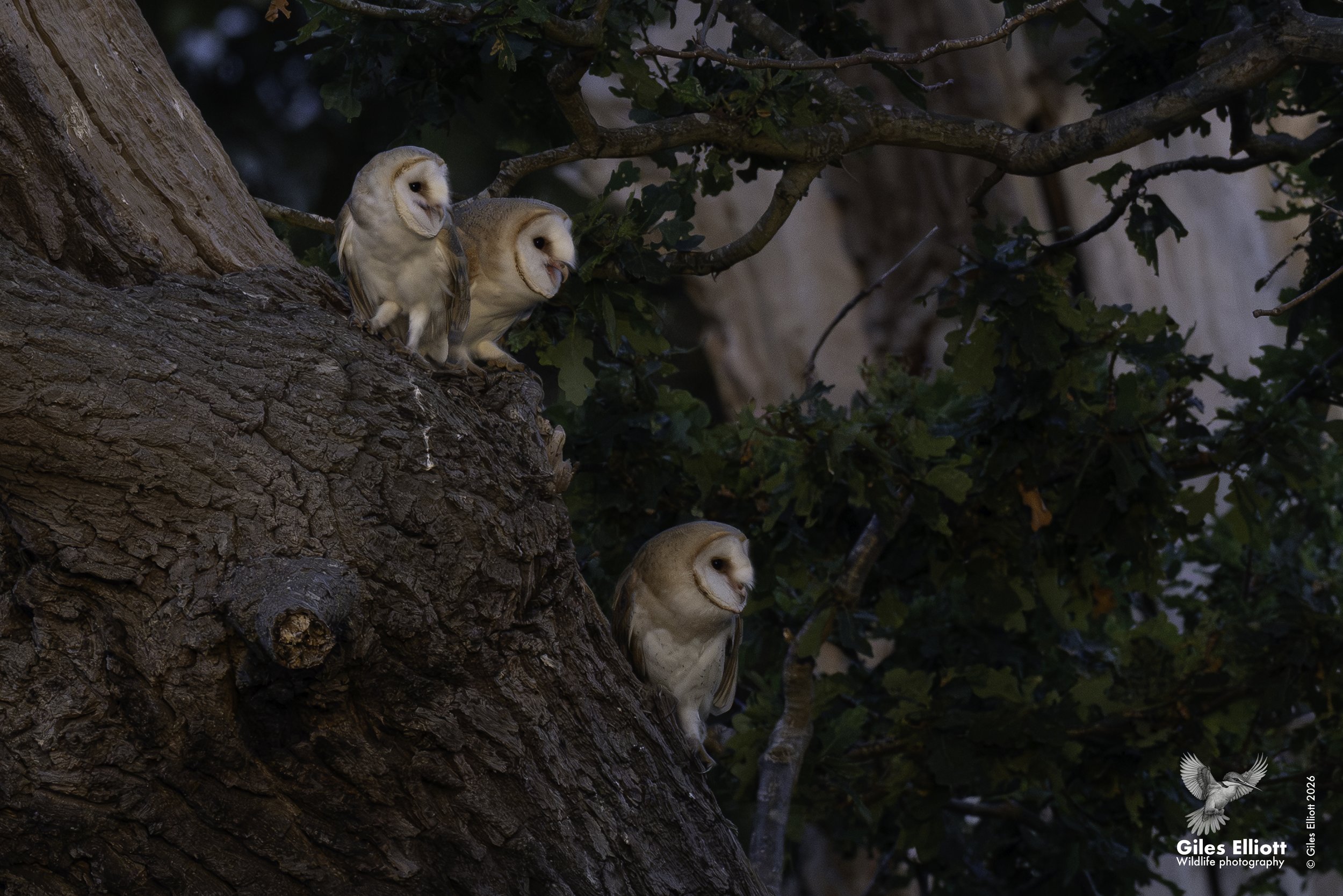 Barn owl