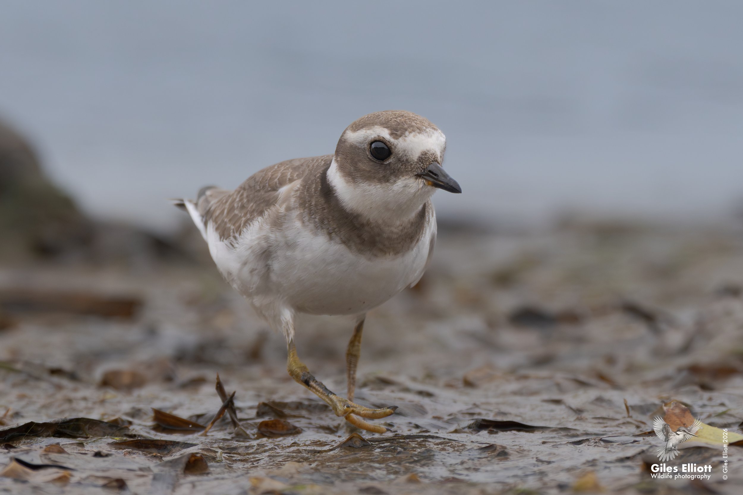 Ringed plover