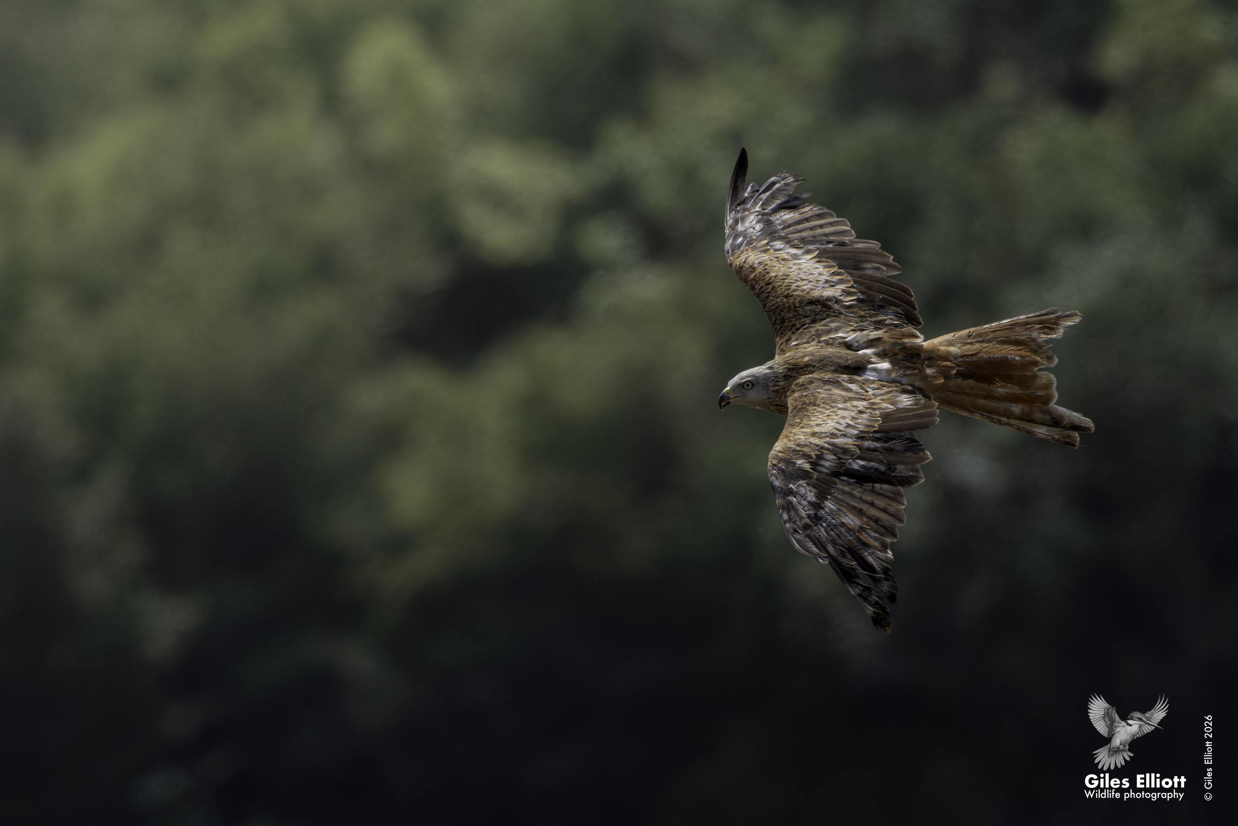Red kite