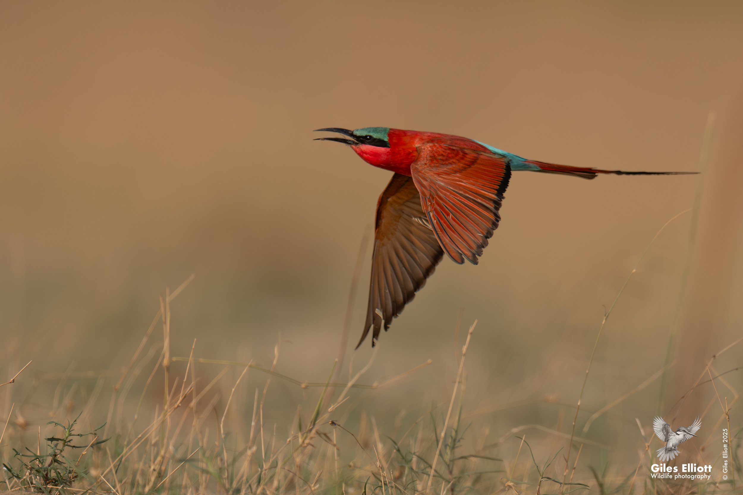 Southern Carmine Bee-eater