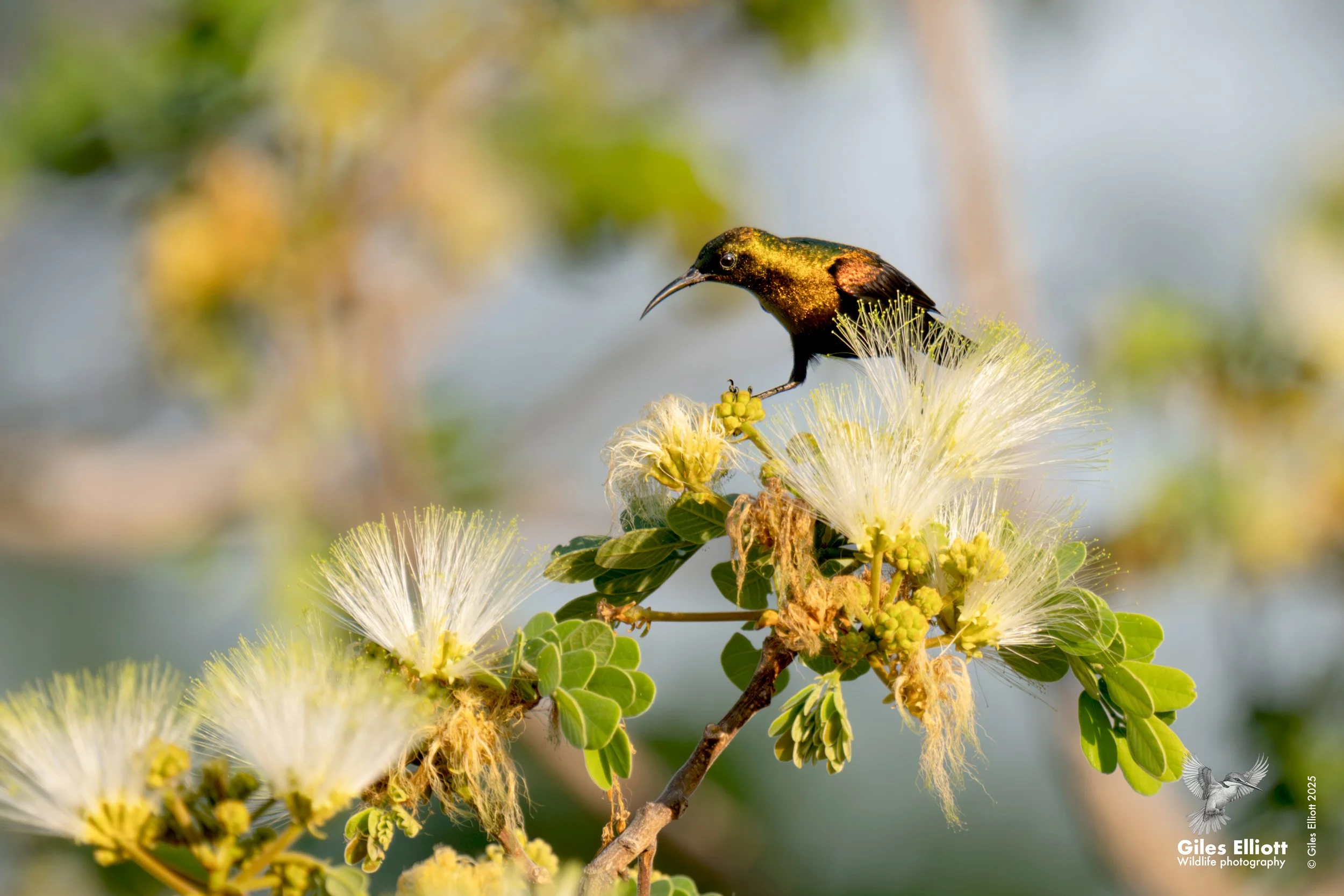Copper sunbird