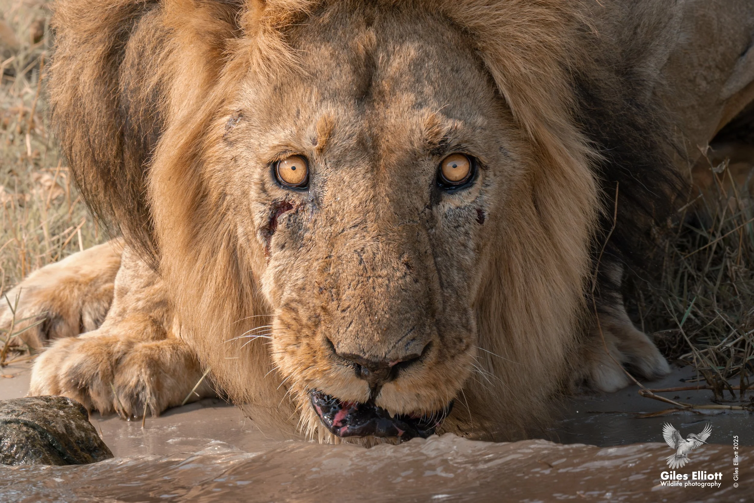 lion drinking 2.jpg