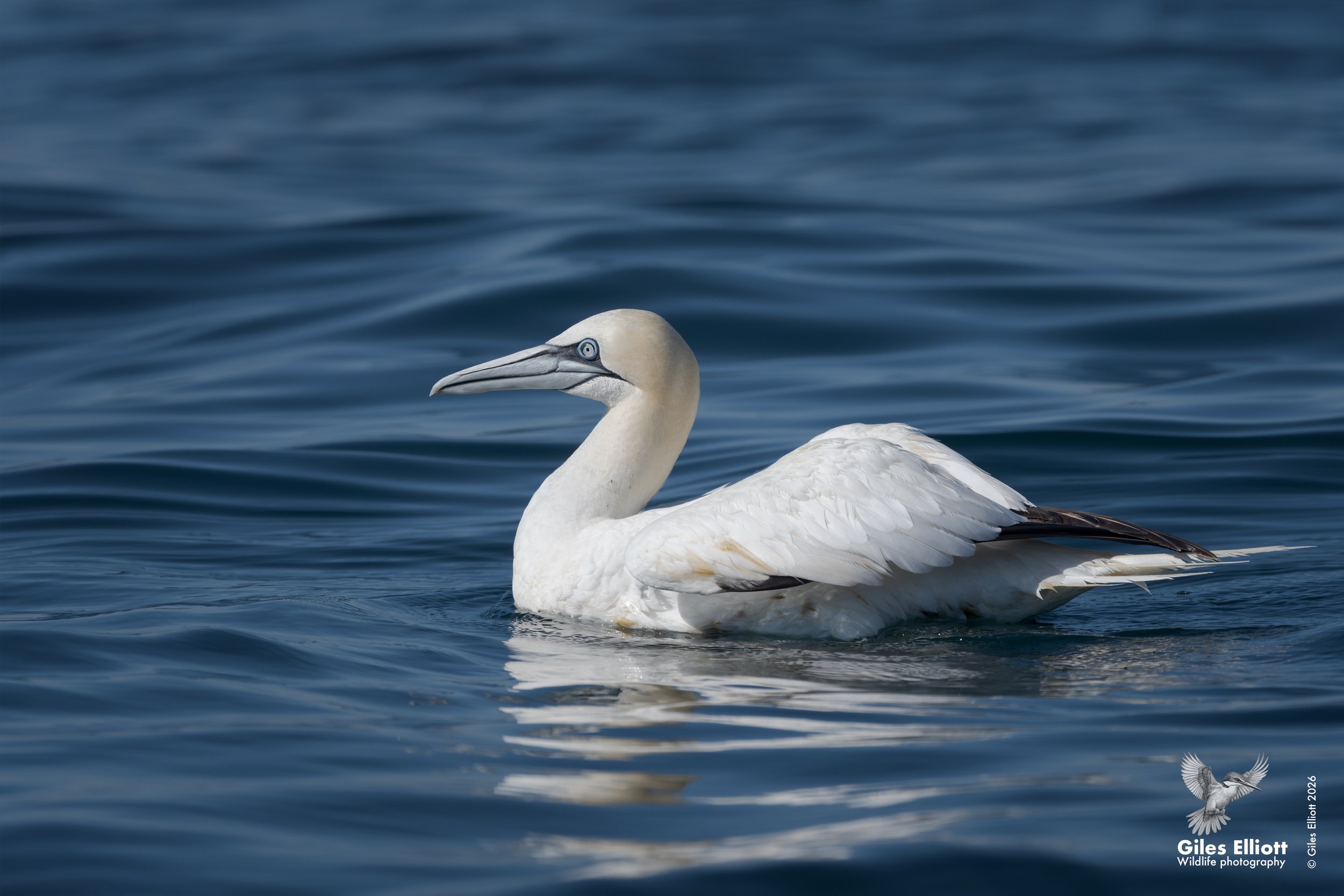 Northern gannet
