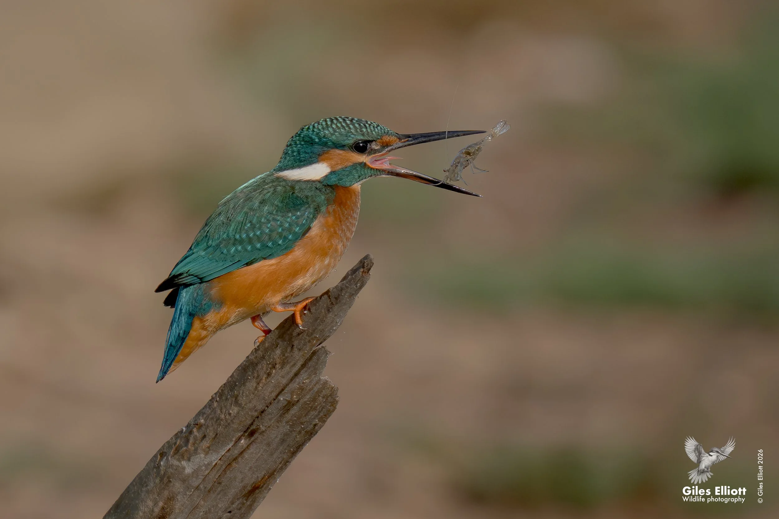 European kingfisher