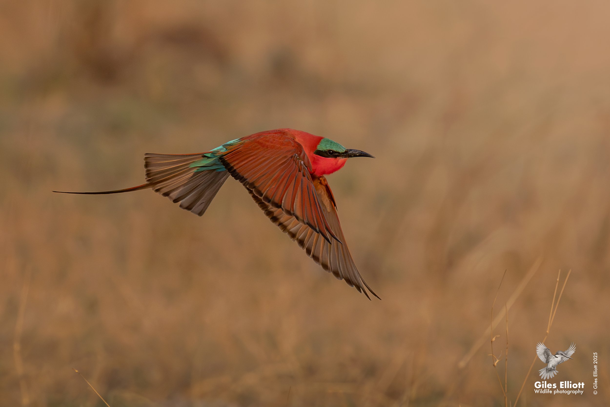 Southern Carmine Bee-eater