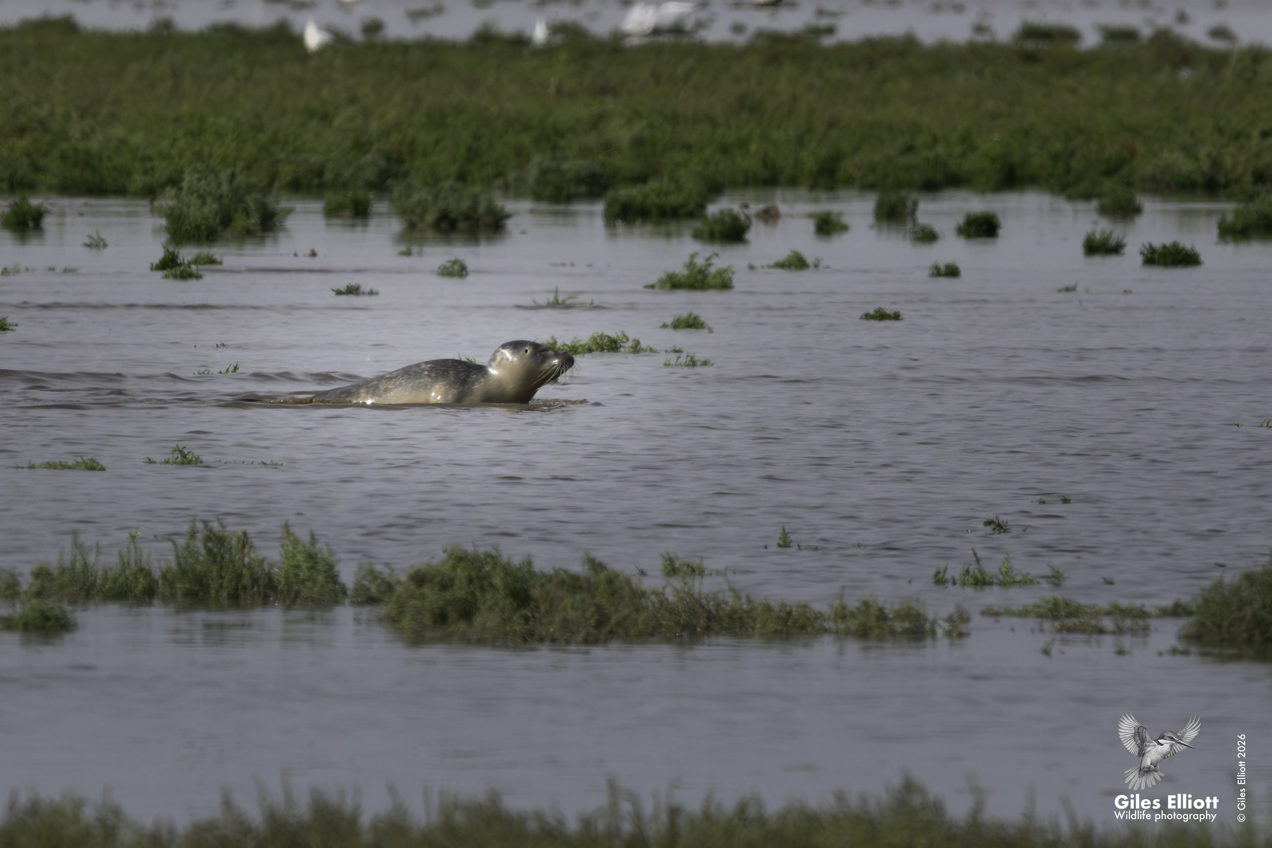 Grey seal