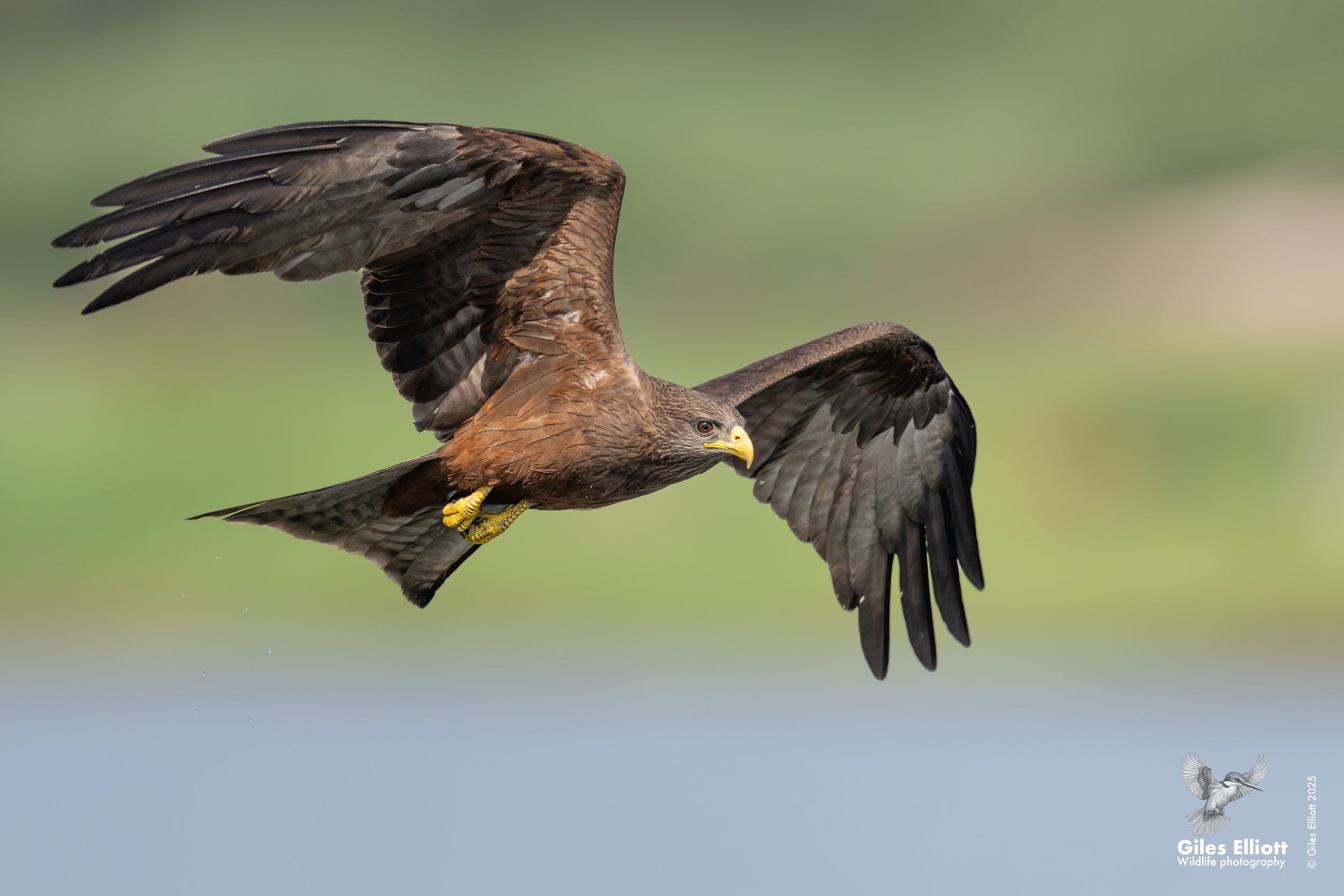 Yellow billed kite