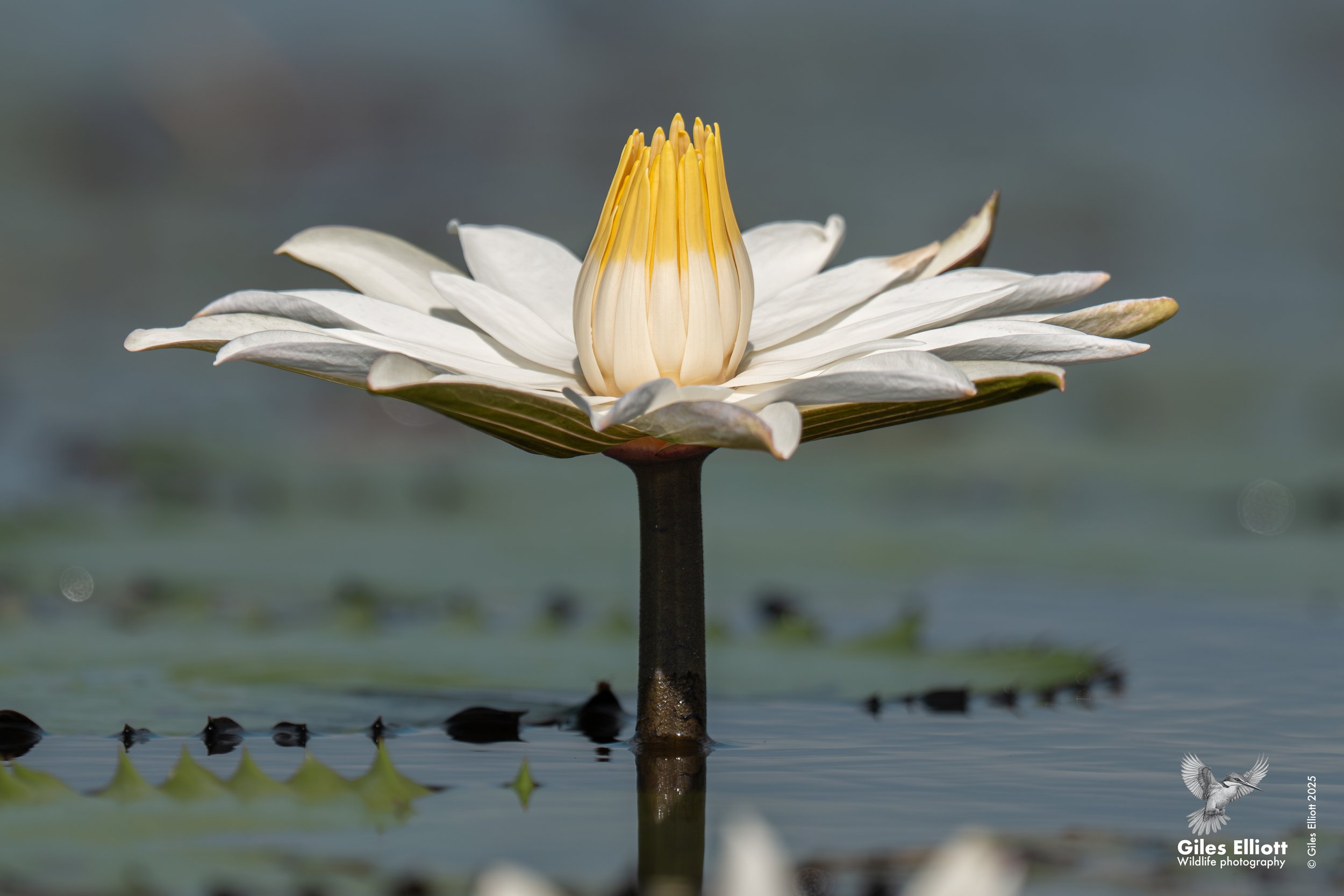 A white water lily flower with a yellow center floating on the water, surrounded by lily pads.