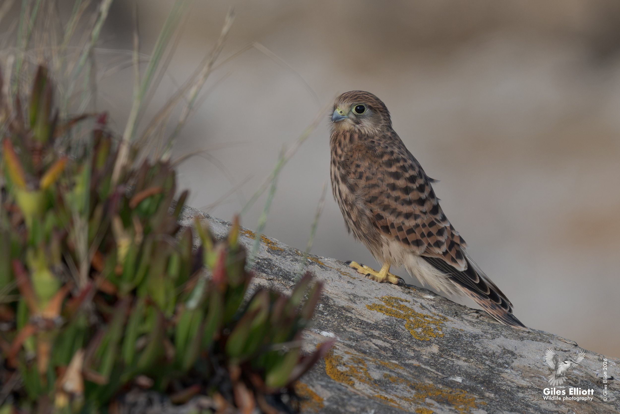 Common kestrel