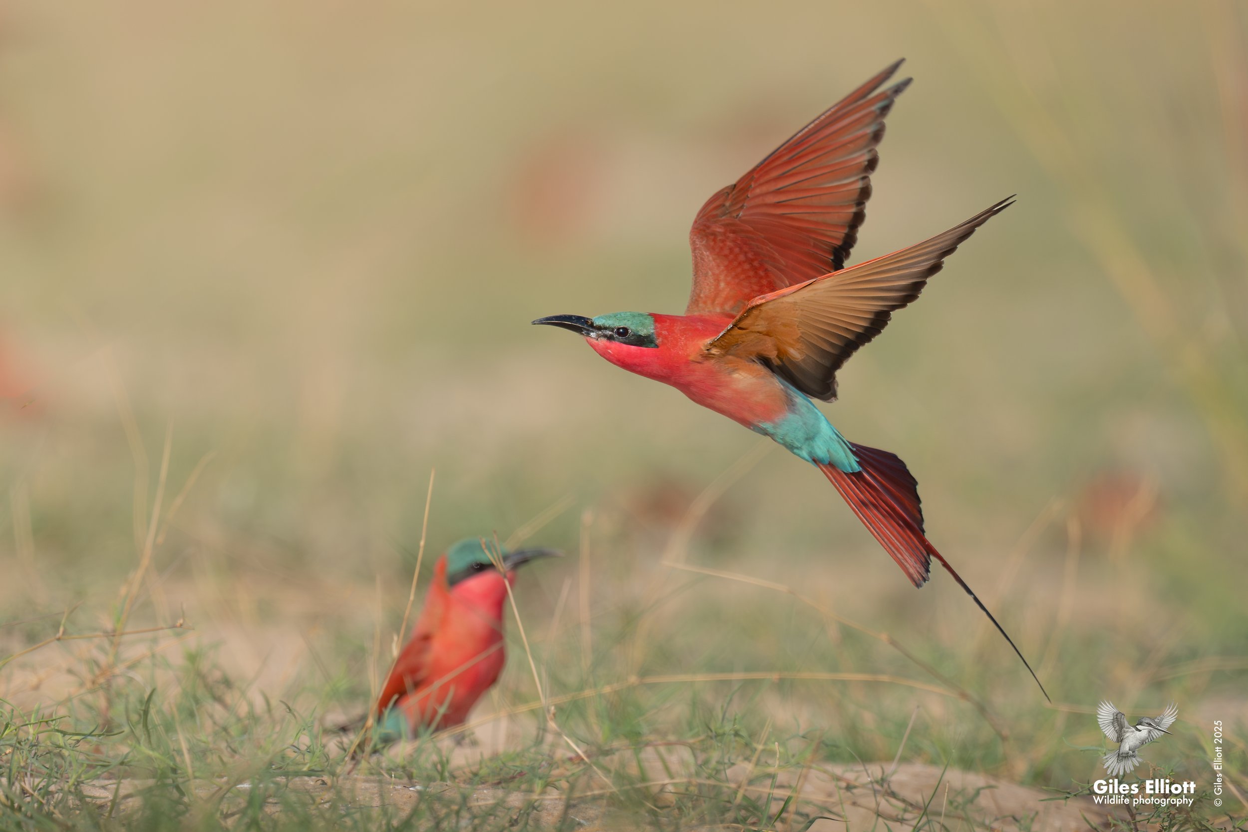 Southern Carmine Bee-eater