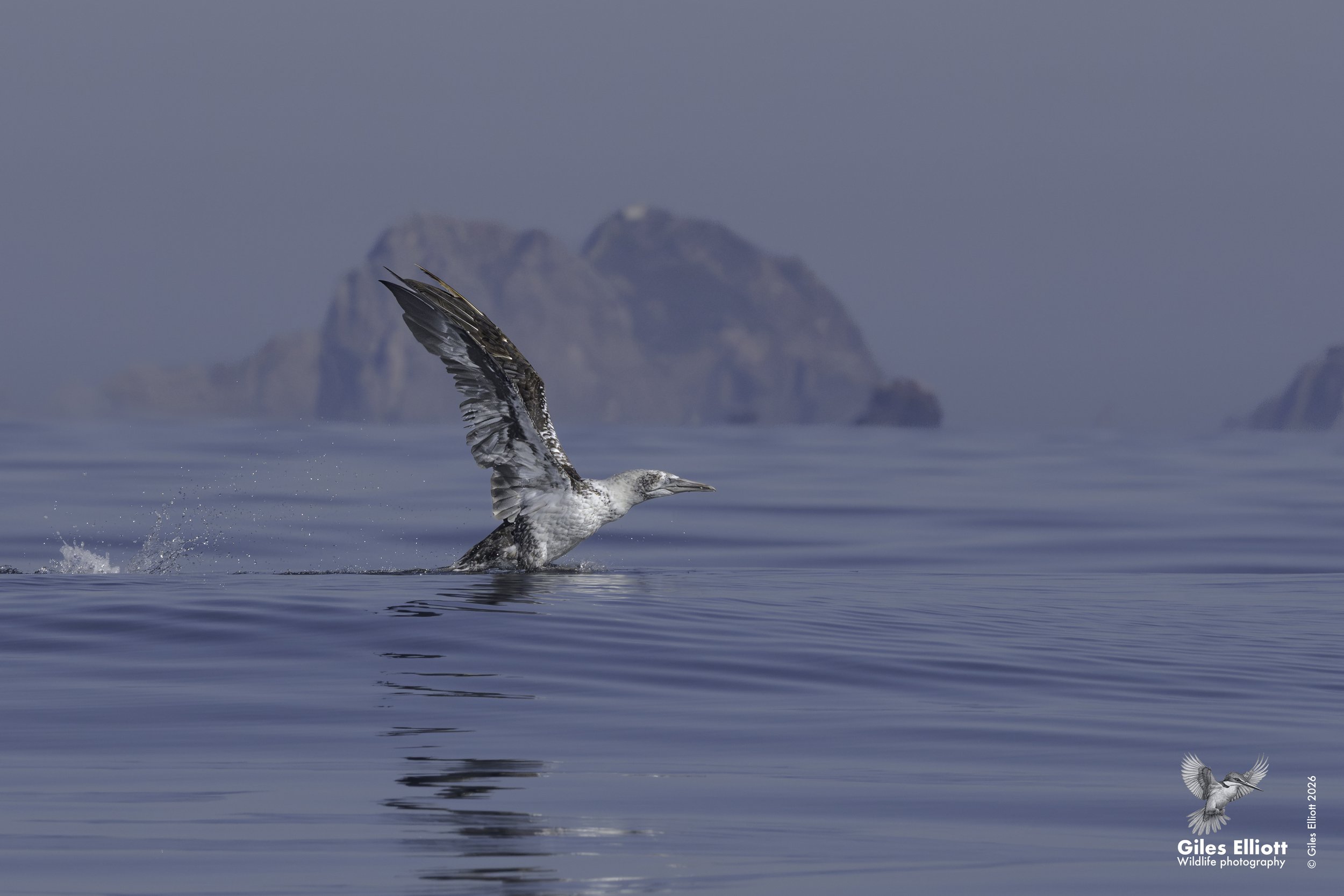 Northern gannet