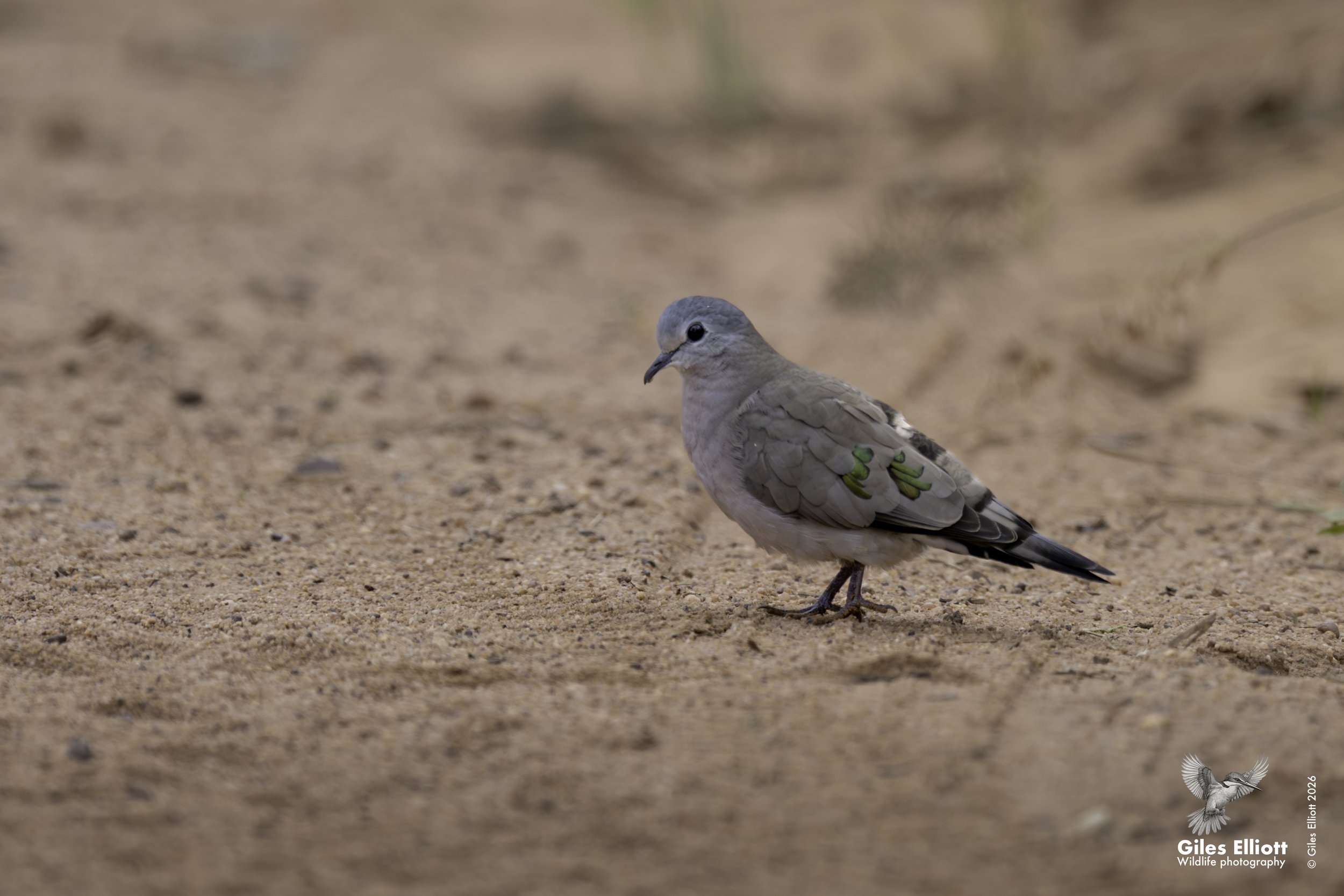 Emerald spotted wood dove