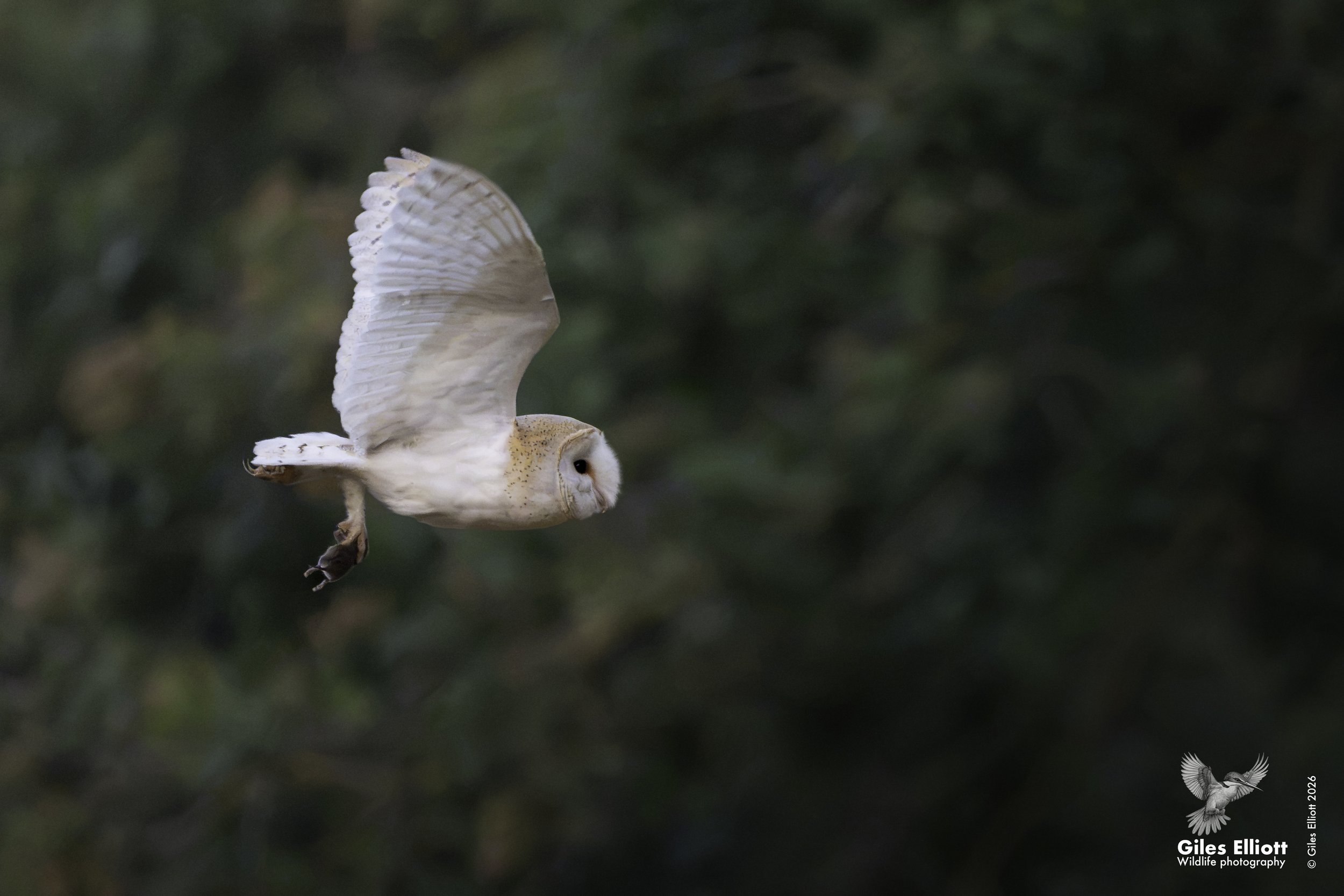 Barn owl