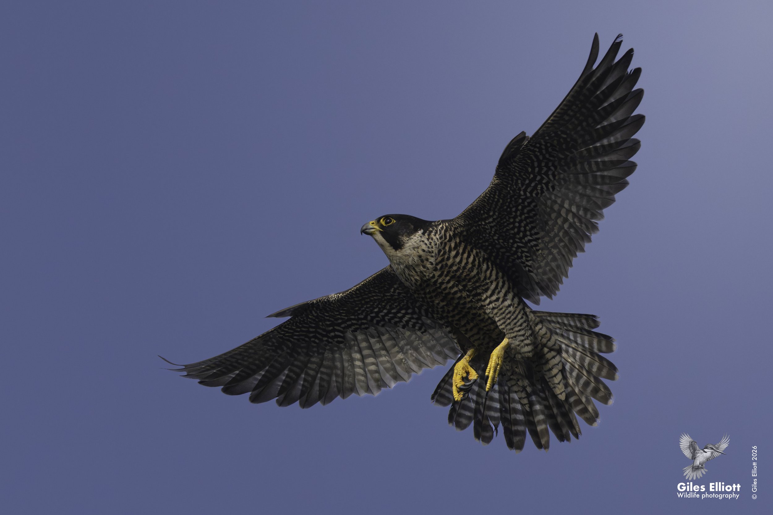 Peregrine falcon