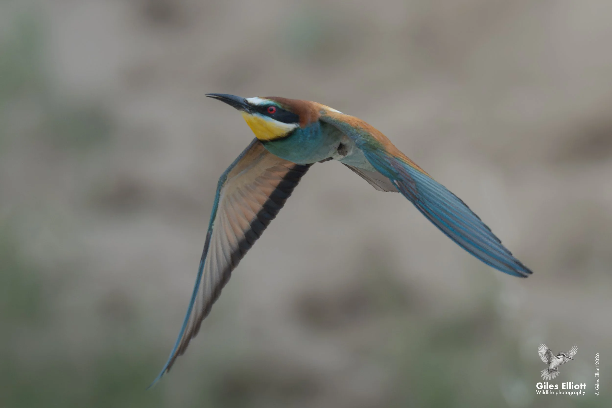 bee eaters 12.jpg