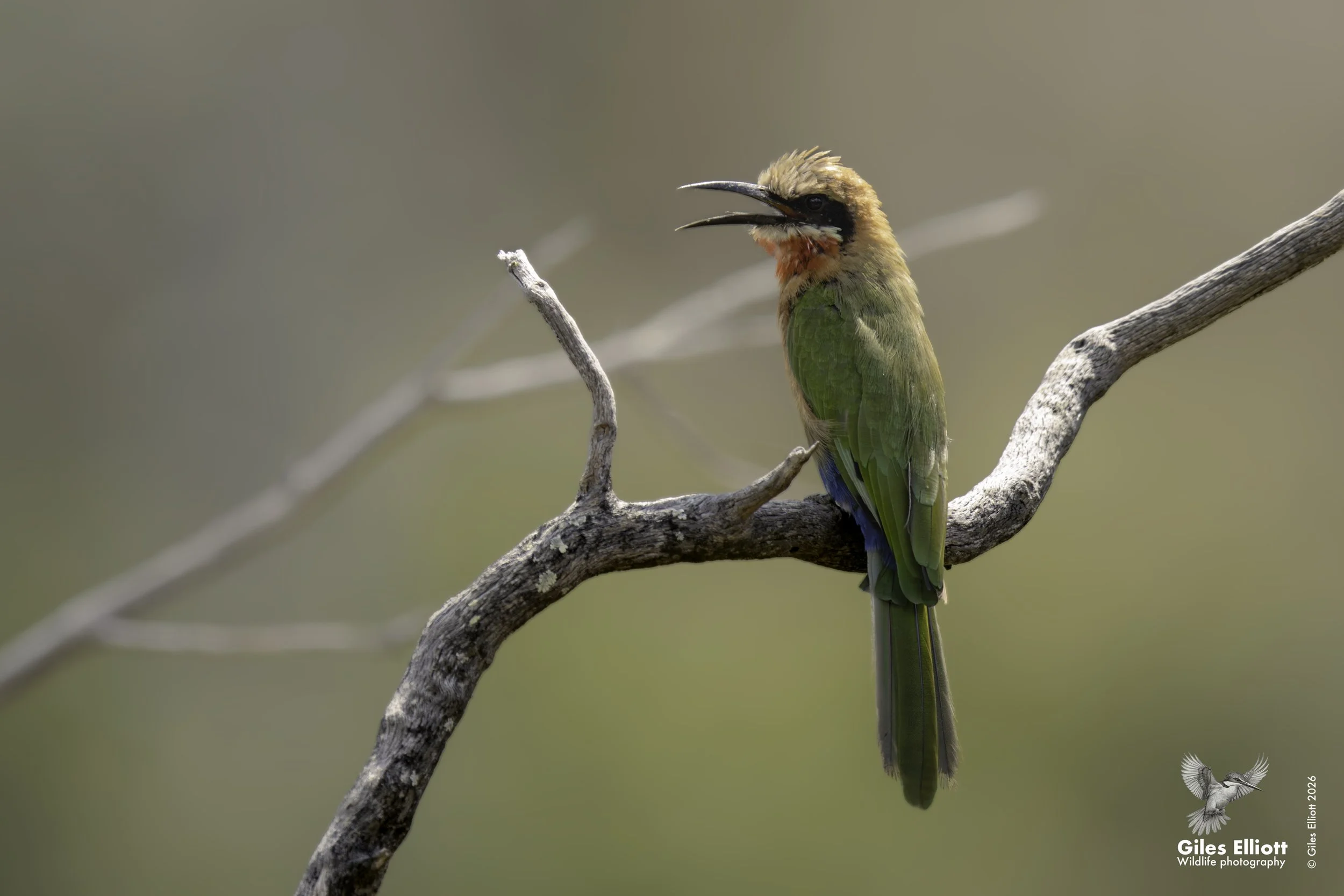 White-fronted bee-eater