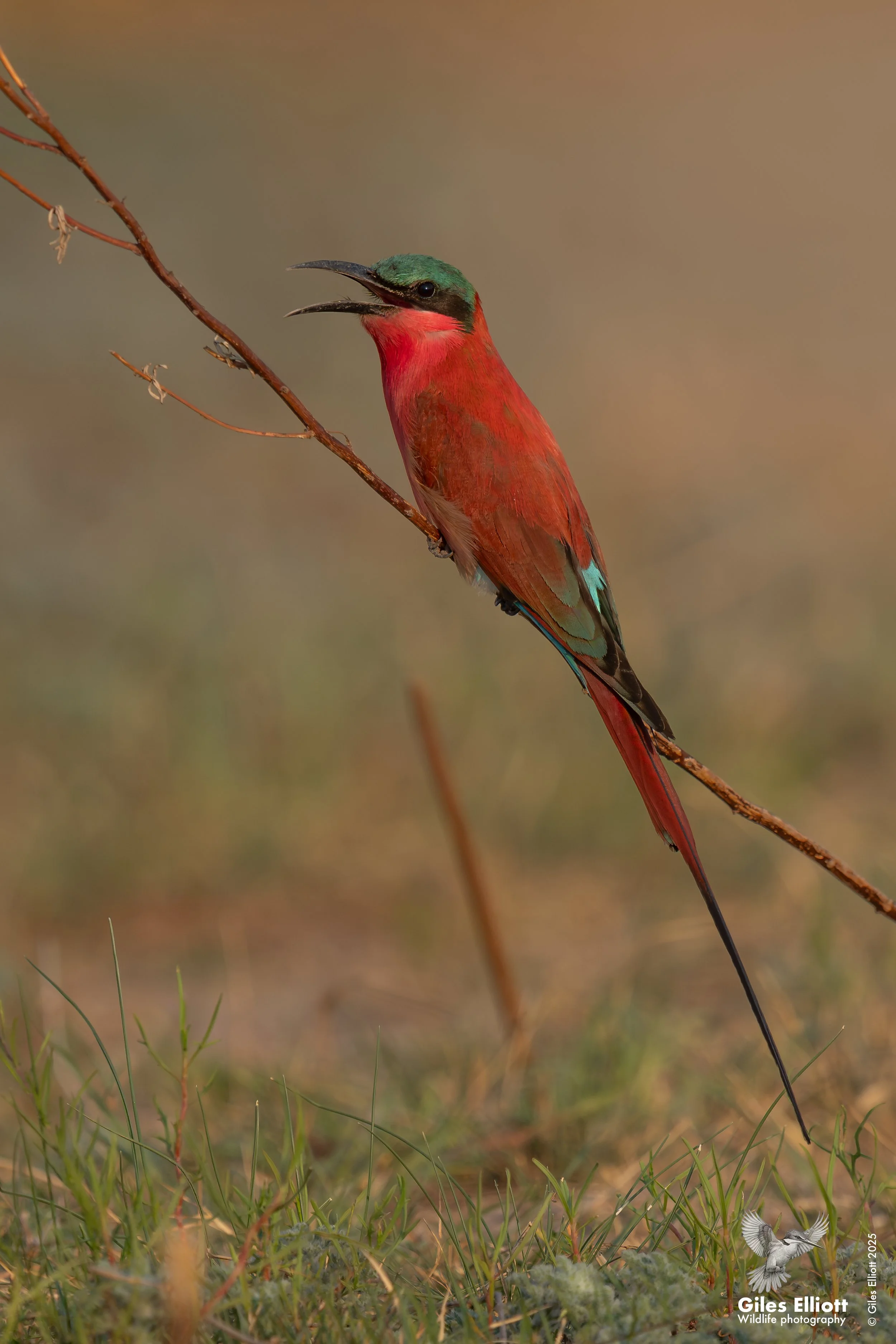 Southern Carmine Bee-eater
